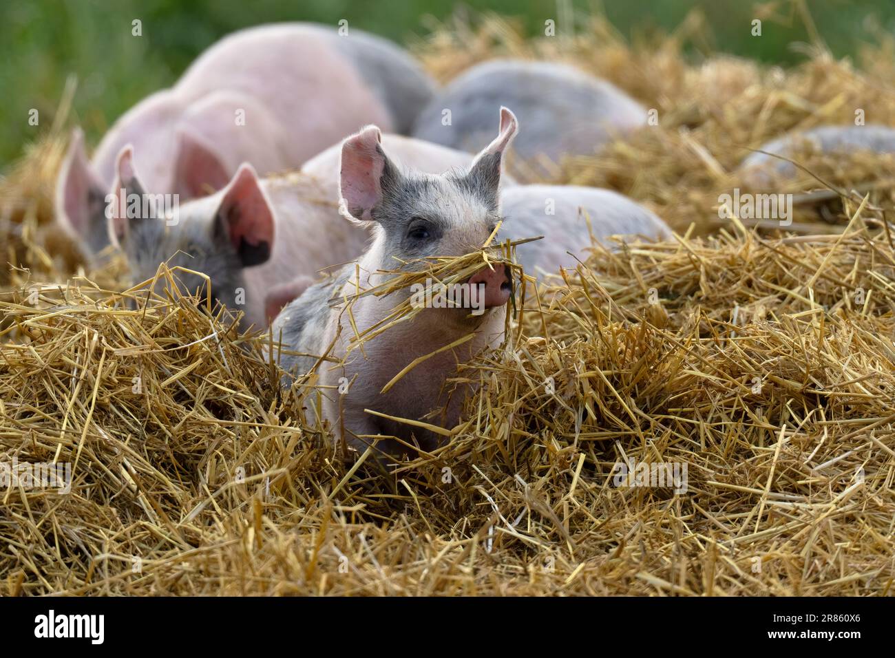 Ferkel-Sus scrofa domesticus. Norfolk Stockfoto