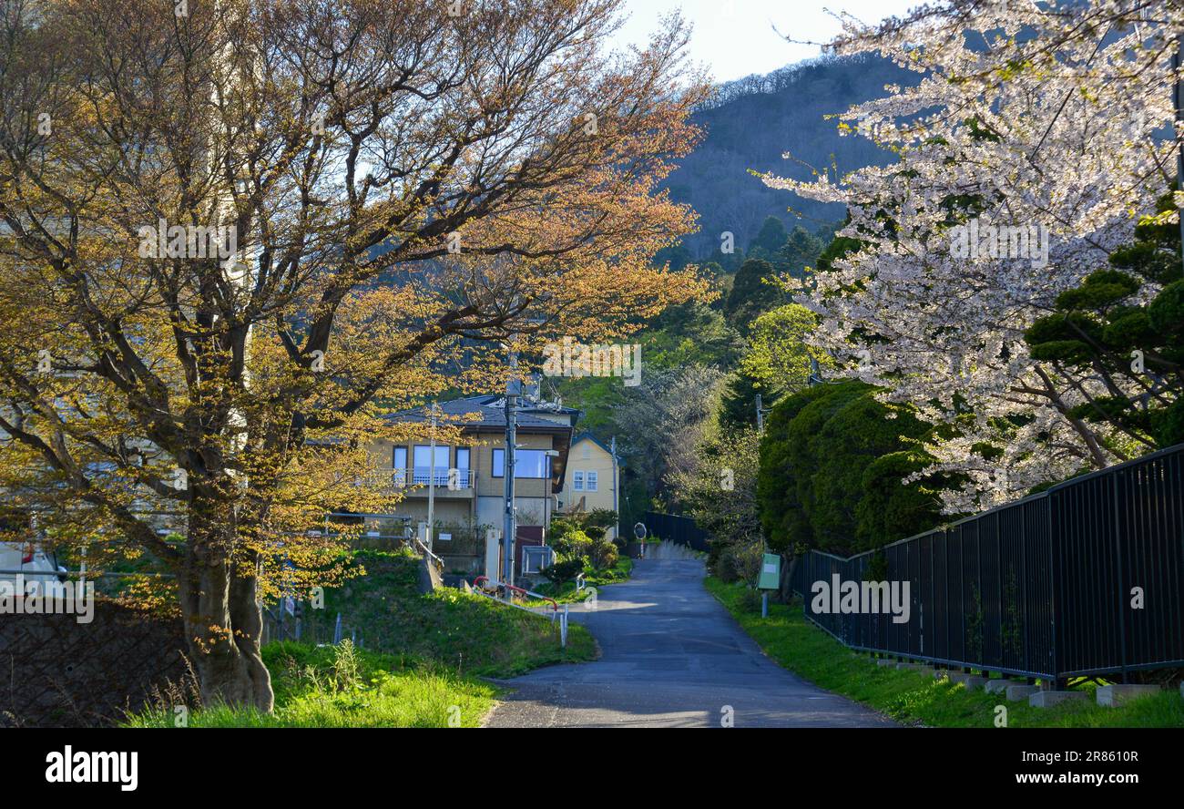 Schöner sonniger Tag, an dem die Kirschblüten im Frühlingspark in Hakodate, Hokkaido, Japan blühen. Stockfoto