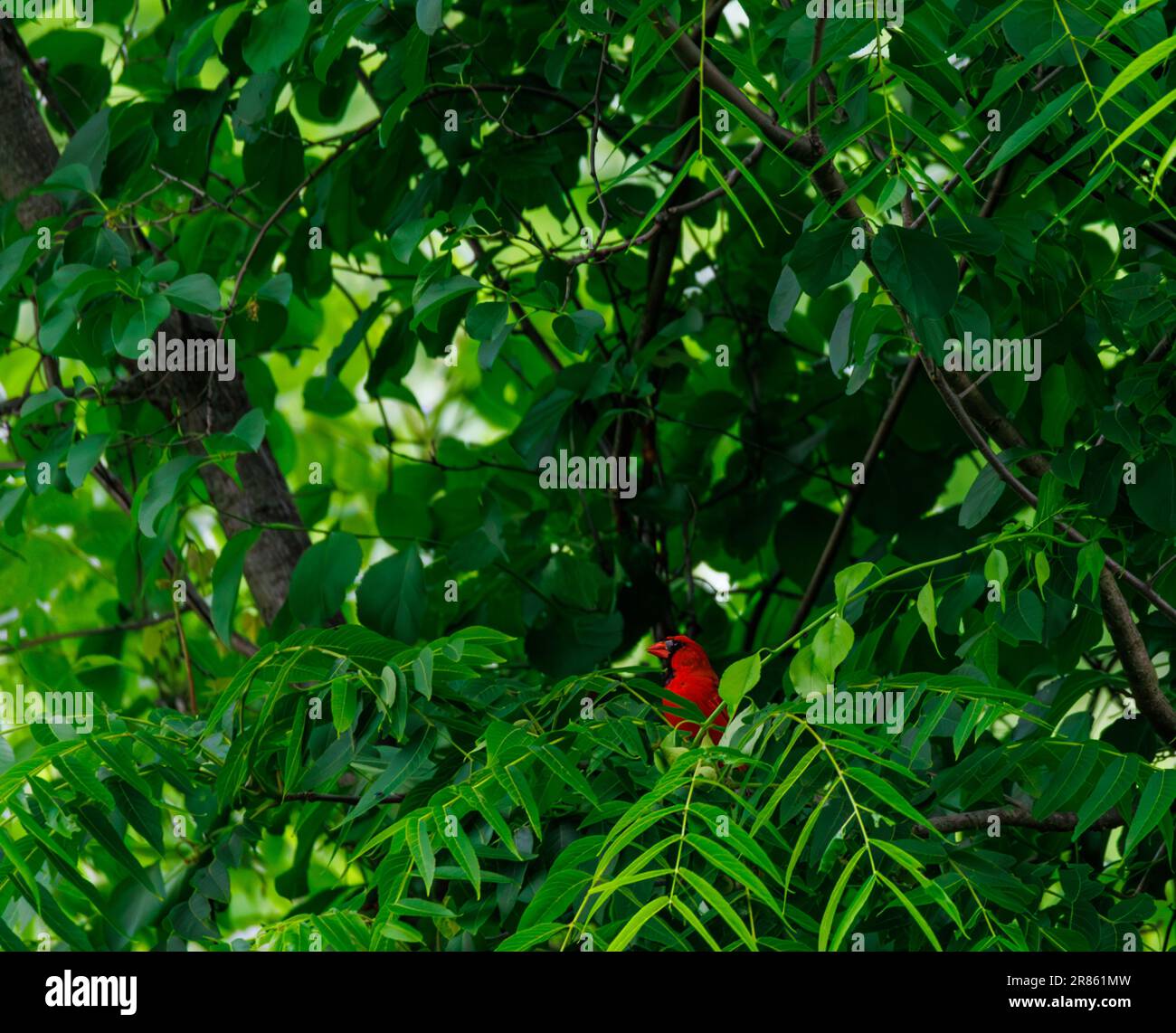 Roter nordamerikanischer Kardinal in einem Baum in den Wäldern von North New Jersey Stockfoto