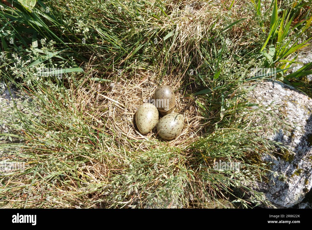 Drei Eier schottischer Möwe Larus argentatus im Nest auf einer kleinen Insel im schottischen Hochland loch Stockfoto