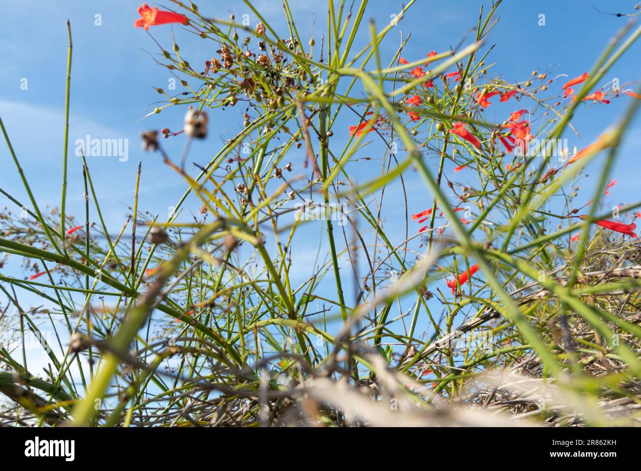 Rote Wildblume in einem Garten. penstemon centrifolius. Botanik. Umgebung. Gegen den blauen Himmel Stockfoto