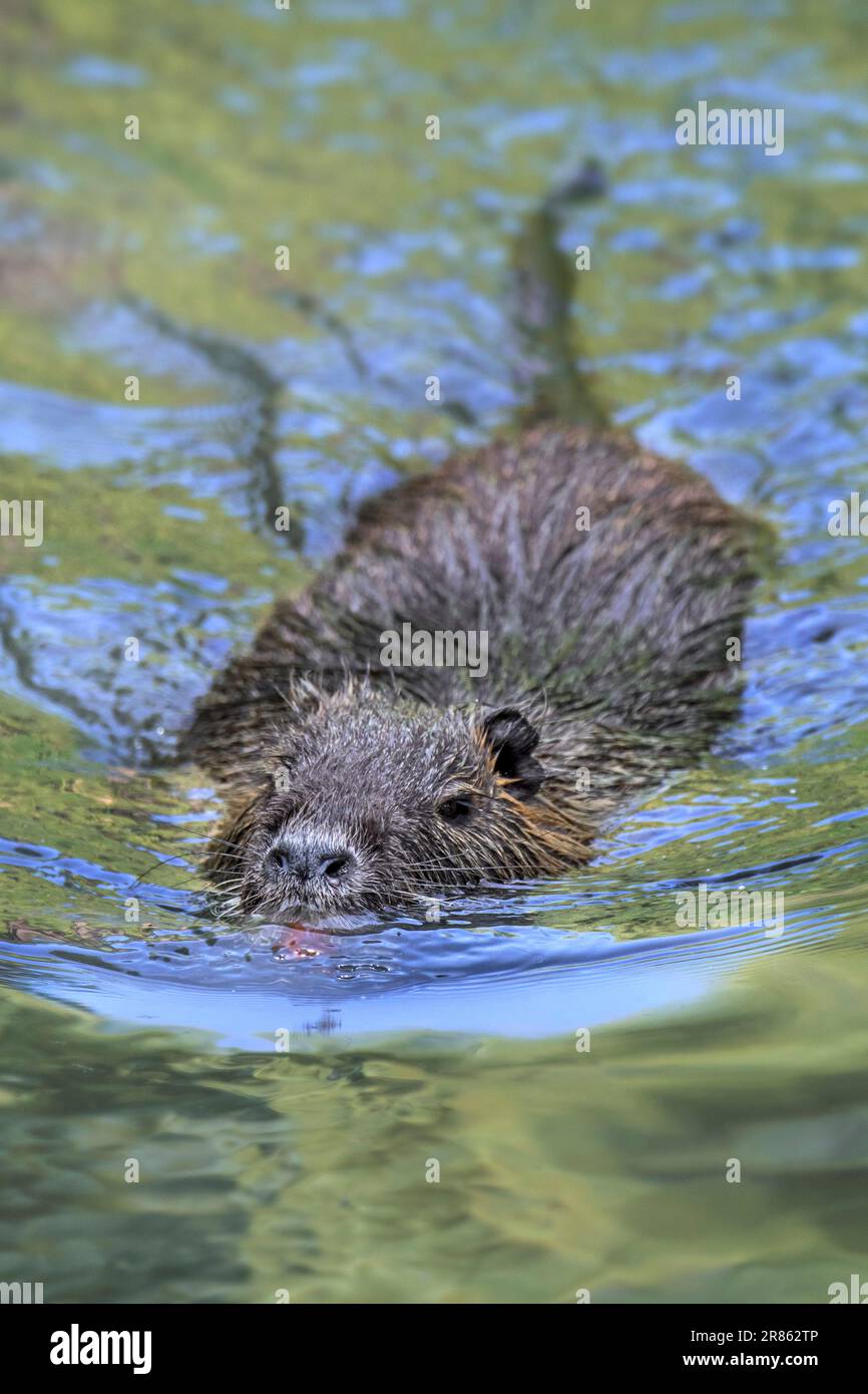 Coypu / Nutria (Myocastor coypus) schwimmend im Teich, invasive Nagetiere in Europa, heimisch in Südamerika Stockfoto