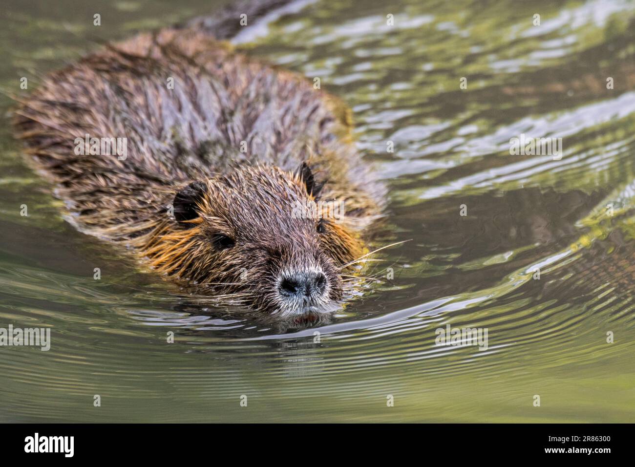 Coypu / Nutria (Myocastor coypus) schwimmend im Teich, invasive Nagetiere in Europa, heimisch in Südamerika Stockfoto