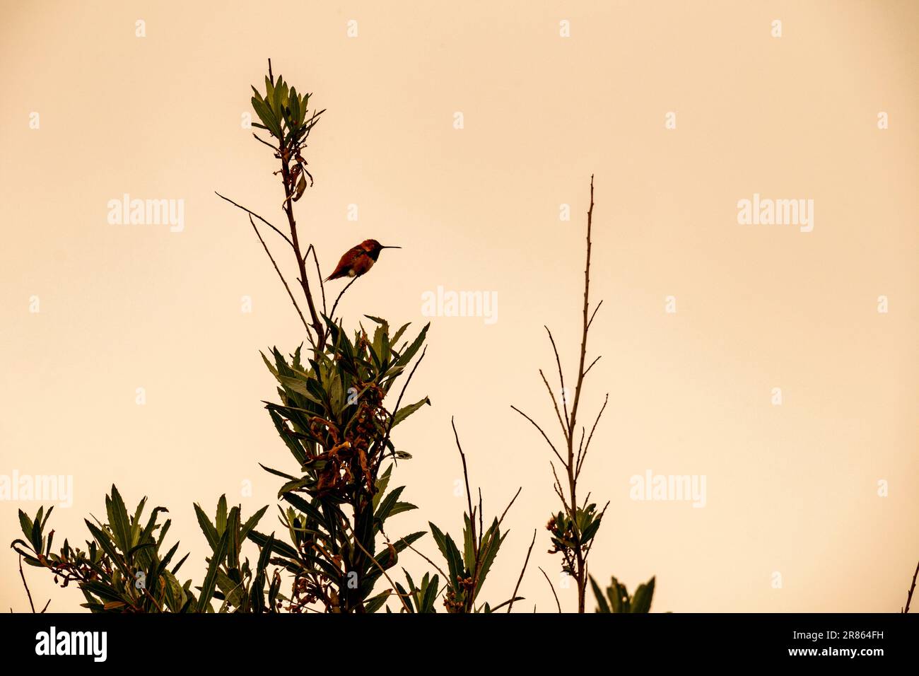 Kolibri auf einem Zweig in Ballona Wetlands, Playa Del Rey, Los Angeles, Kalifornien, USA Stockfoto