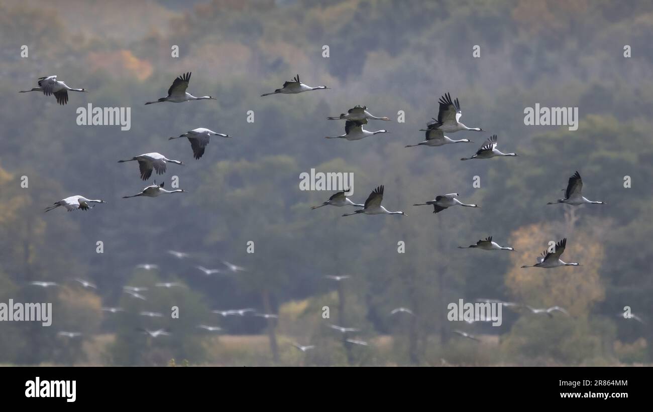 Gruppen von Kranichvögeln (Grus grus) auf dem Zug in Futterhabitat auf deutscher Landschaft im Oktober. Deutschland Stockfoto