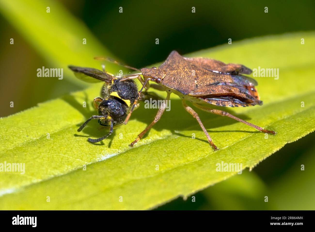 Heteroptera mit Wespenraub. Dieses Insekt ist ein echter Raubkäfer, der andere Insekten ausraube. Wildtierszene in der Natur Europas. Niederlande. Stockfoto