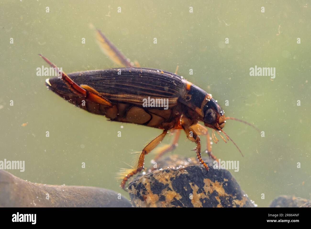 Großer Tauchkäfer (Dytiscus marginalis) Freswater Insekt von europäischen Flüssen und Teichen. Diese Käfer leben in frischem Wasser, entweder still oder langsam-runni Stockfoto