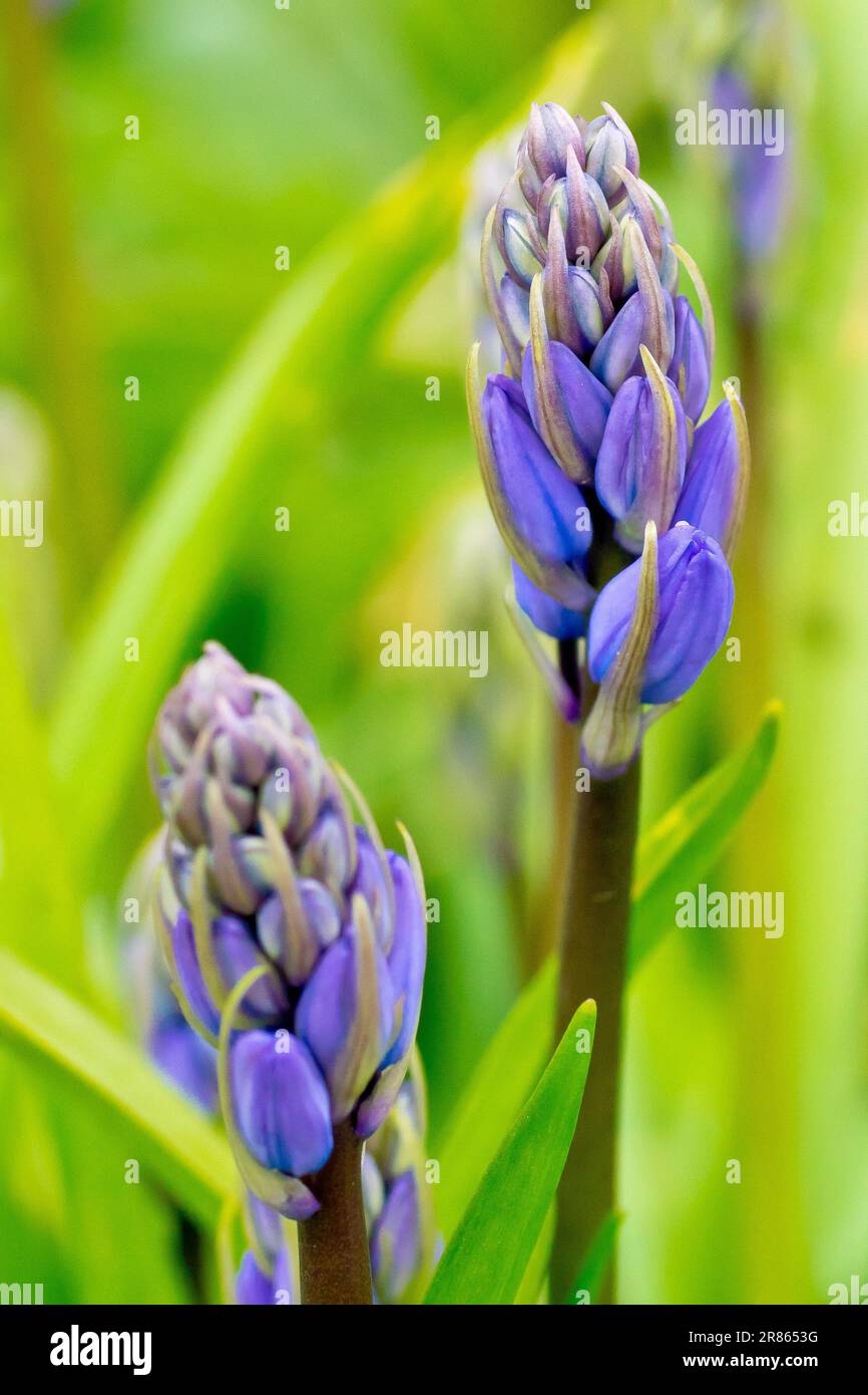 Bluebell oder wilde Hyazinth (Hyacinthoides non-scripta oder endymion non-scriptus), Nahaufnahme der Knospen der gewöhnlichen Wald- und Gartenpflanze. Stockfoto