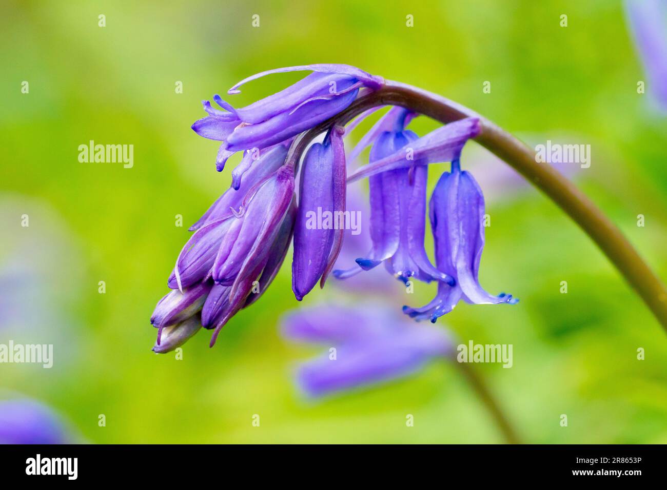 Bluebell oder wilde Hyazinth (Hyacinthoides non-scripta oder endymion non-scriptus), Nahaufnahme der herabhängenden Blüten der gewöhnlichen Waldpflanze. Stockfoto