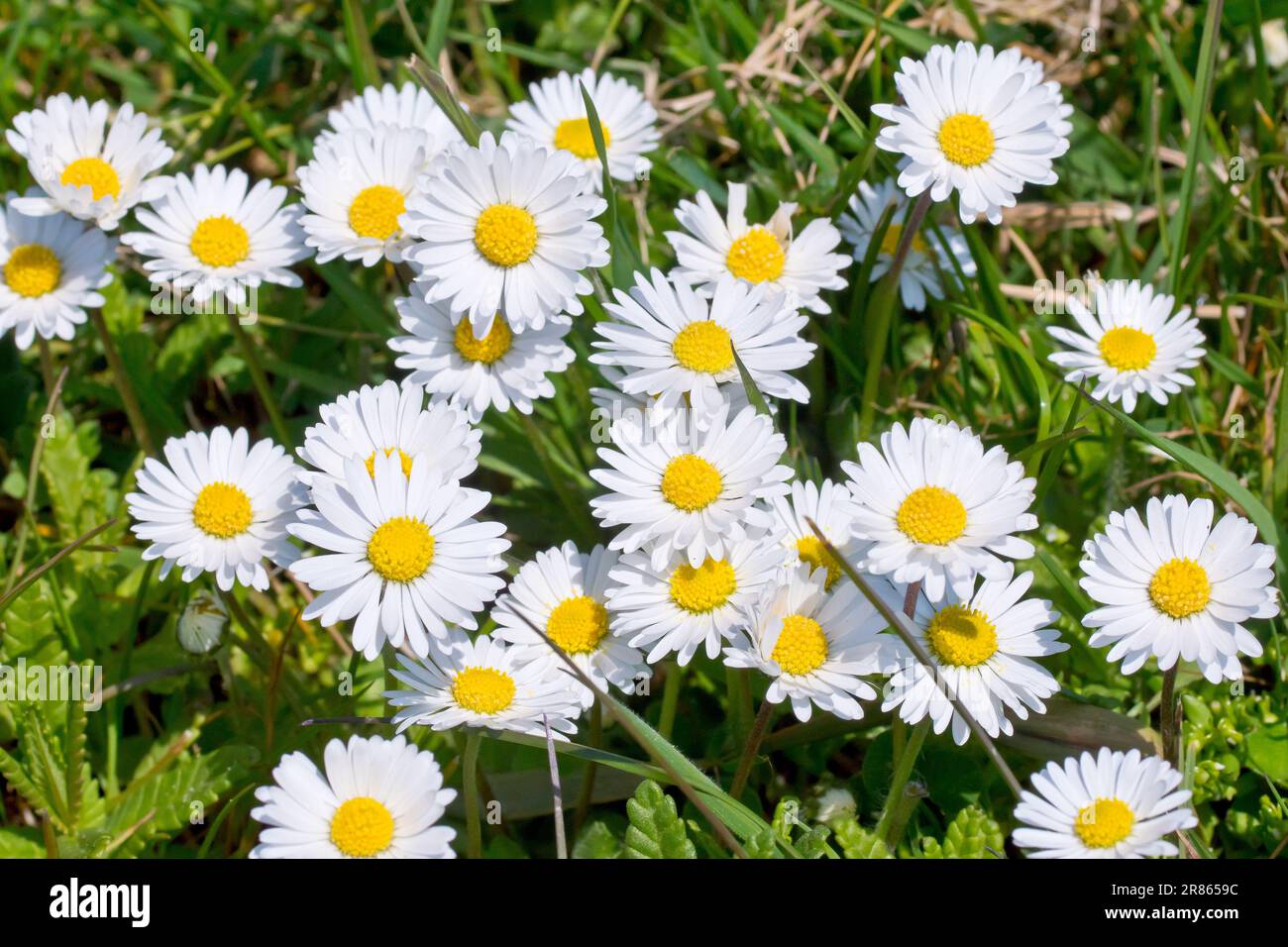 Daisy oder Daisies (bellis perennis), Nahaufnahme einer Gruppe der sehr verbreiteten Wildblumen, die im rauen Gras am Rand eines Parks wachsen. Stockfoto