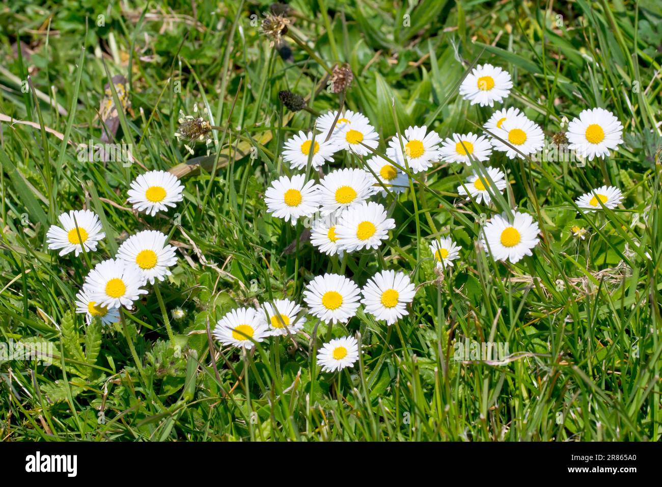 Daisy oder Daisies (bellis perennis), Nahaufnahme einer Gruppe der sehr verbreiteten Wildblumen, die im rauen Gras am Rand eines Parks wachsen. Stockfoto