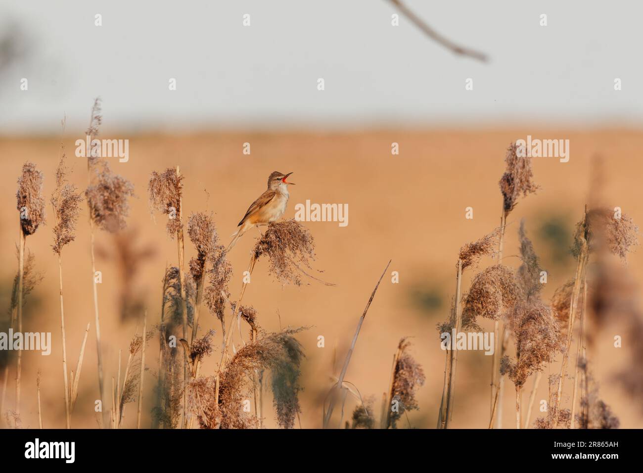 Ein großer Schilfrohrkriecher, der auf Schilf sitzt und singt. Acrocephalus arundinaceus. Stockfoto