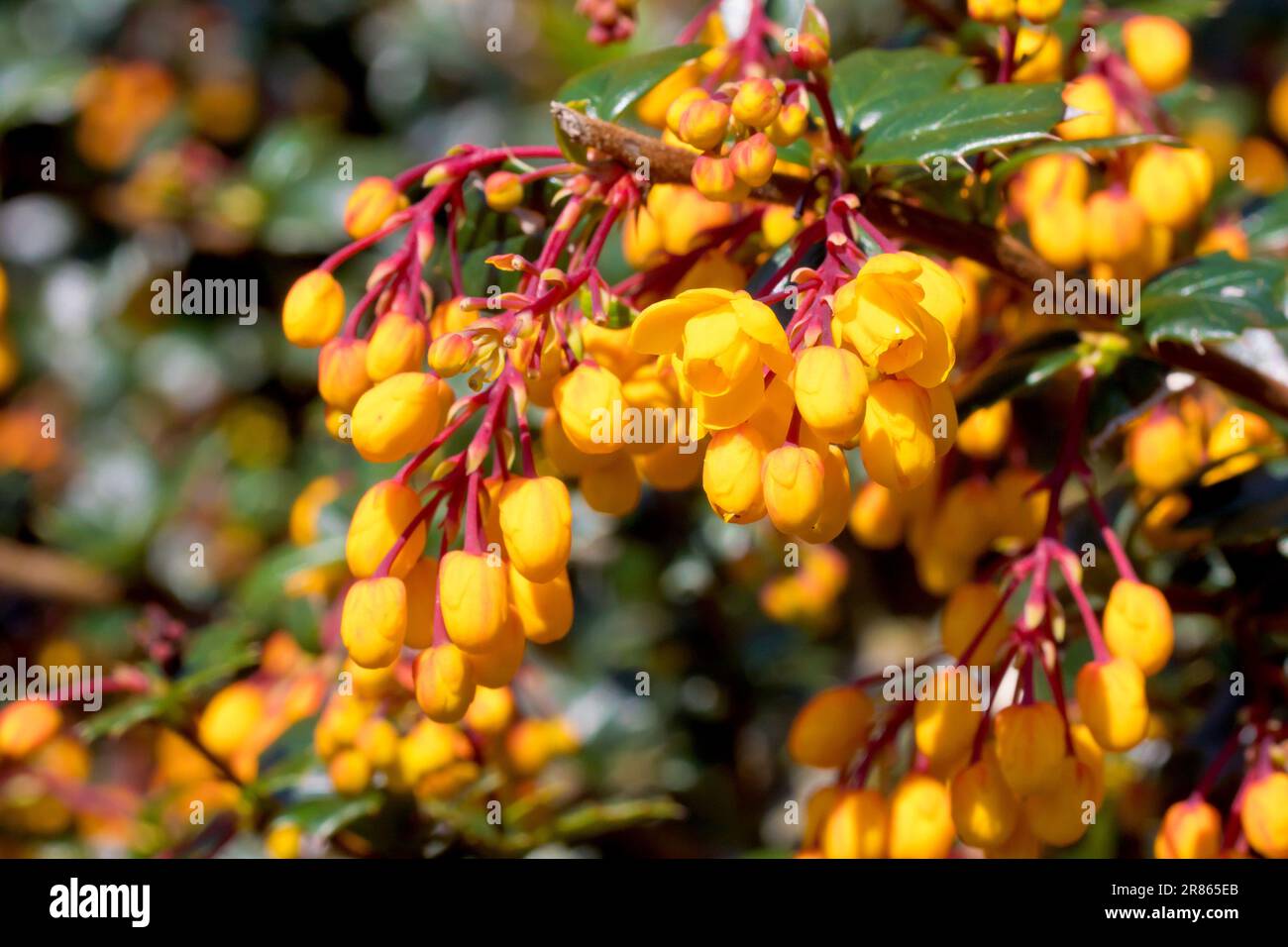 Darwin's Barberry (Berberis darwinii), in der Nähe der gelb-orangefarbenen Knospen und Blumen des Zierstrauchs, der häufig in Gärten und Parks gepflanzt wird. Stockfoto