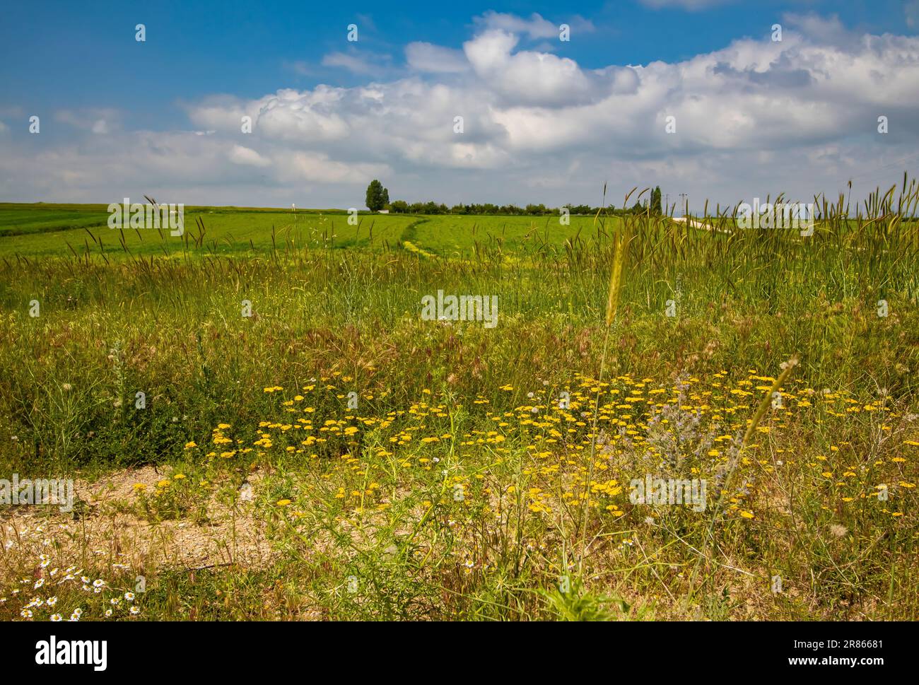 Eine wunderschöne Naturlandschaft mit landwirtschaftlich genutzten Flächen. Stockfoto