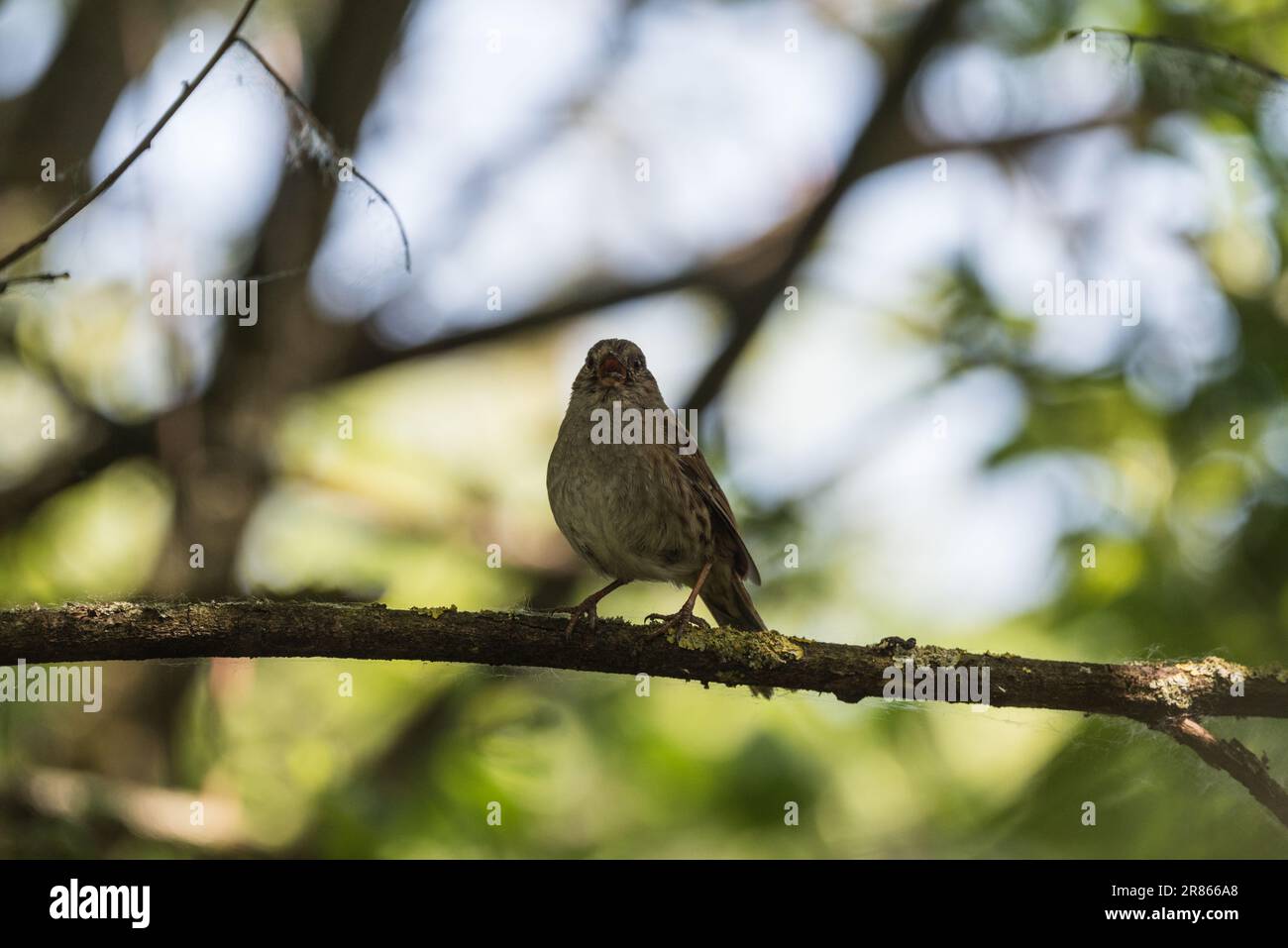 Die hoch sitzende Dunnock-Braut (Prunella modularis) Stockfoto