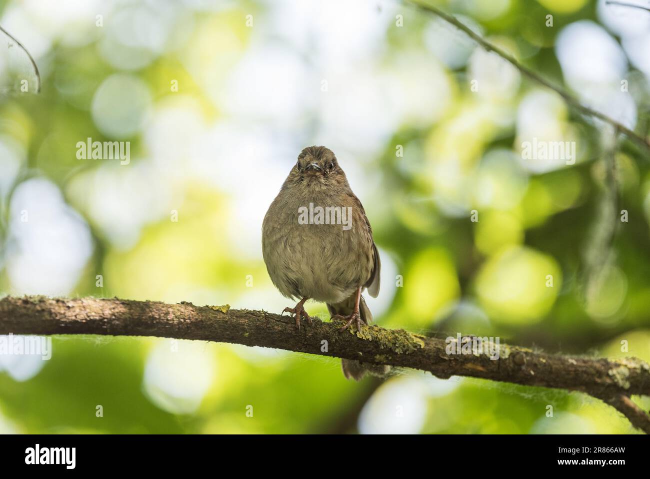 Die hoch sitzende Dunnock-Braut (Prunella modularis) Stockfoto