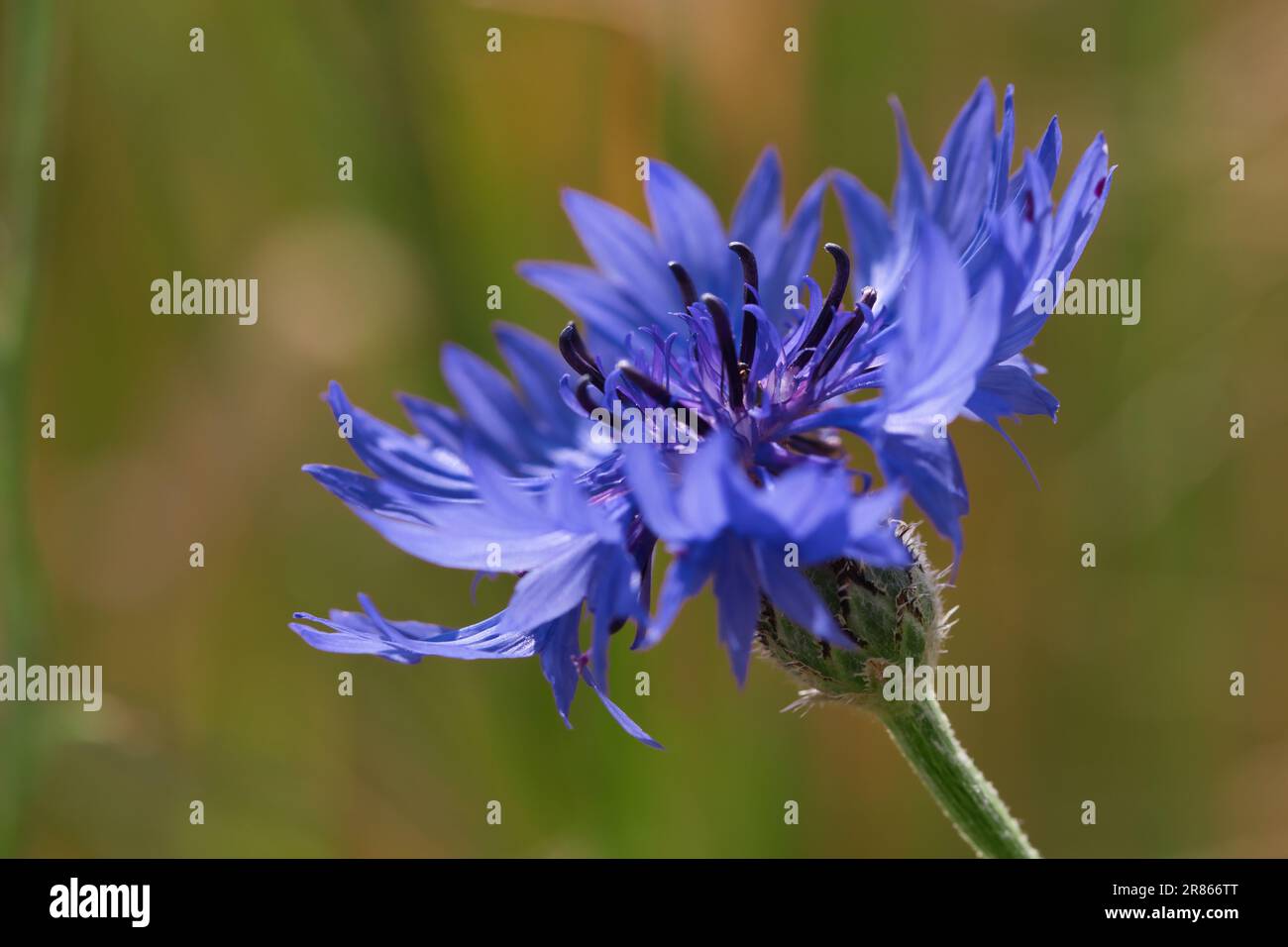 Eine Maisblume auf der Wiese Stockfoto
