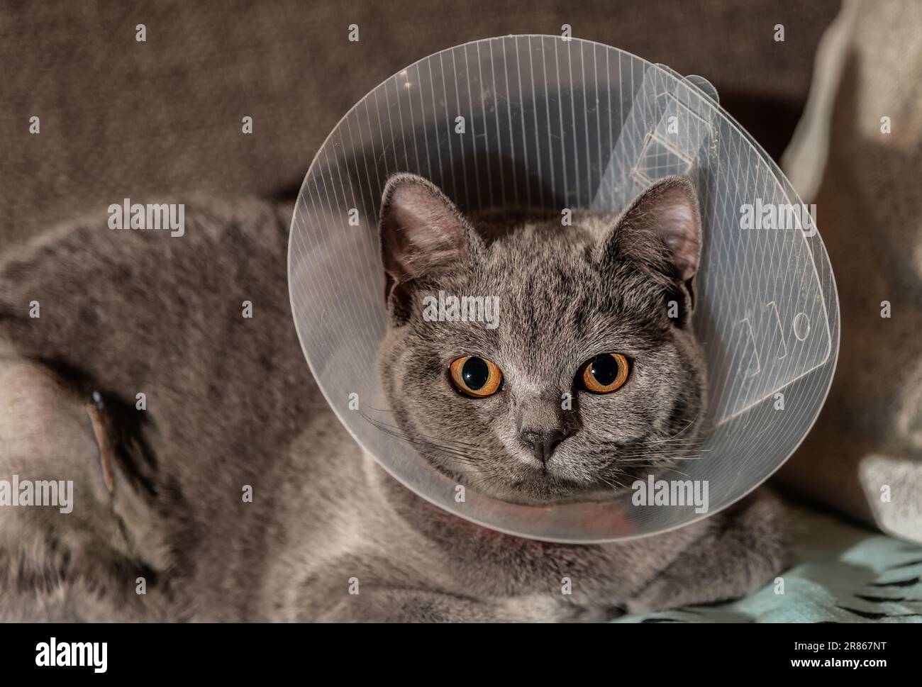 Britische Shorthair-Katze mit elisabethanischem Kragen, auch bekannt als Kegelkragen oder Schutzkragen, nach Sterilisationsoperationen Stockfoto