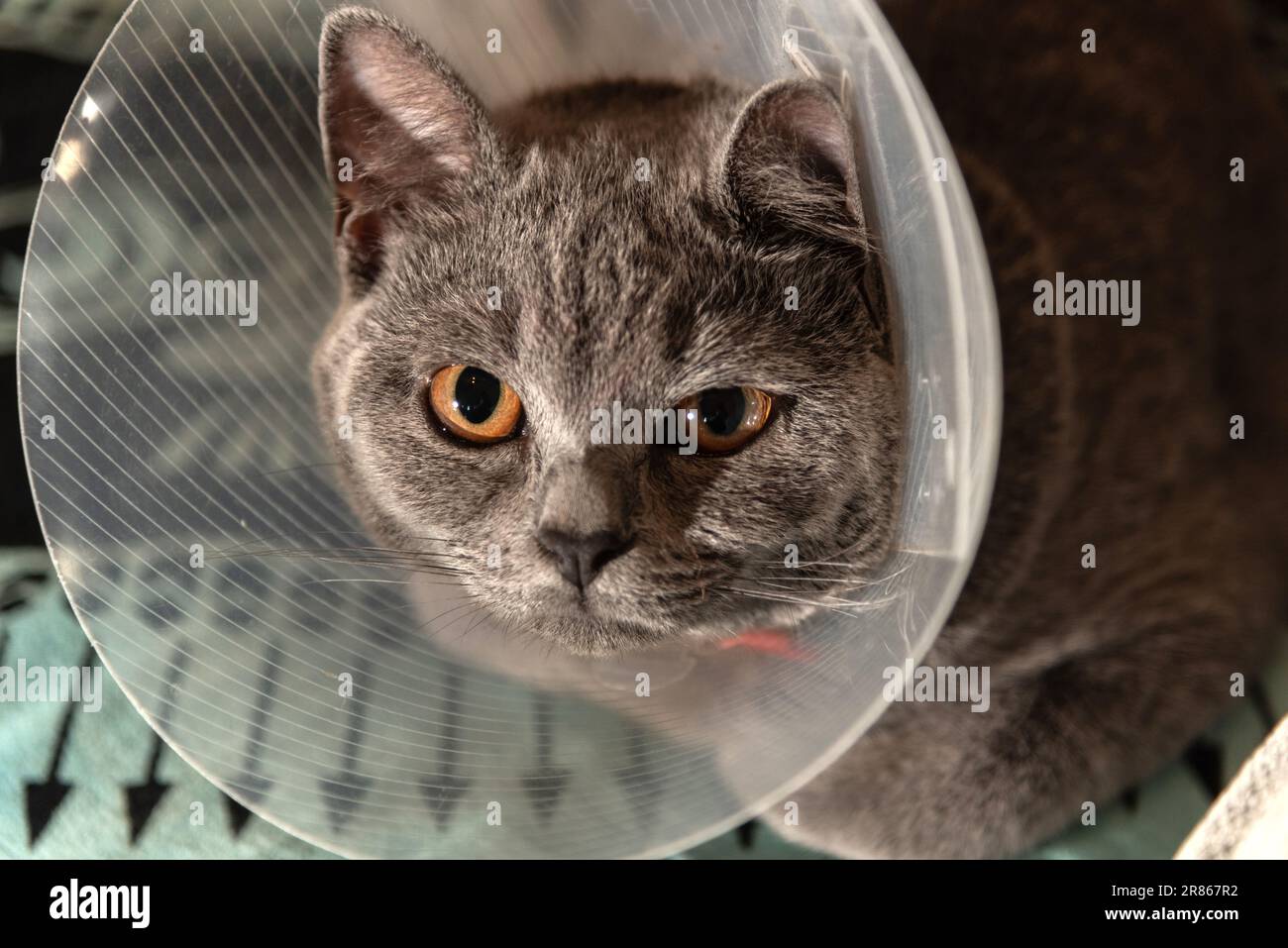 Nahaufnahme eines britischen Shorthair Kätzchens mit elisabethanischem Kragen, auch bekannt als Kegelkragen oder Schutzkragen, nach einer Spay-Operation Stockfoto