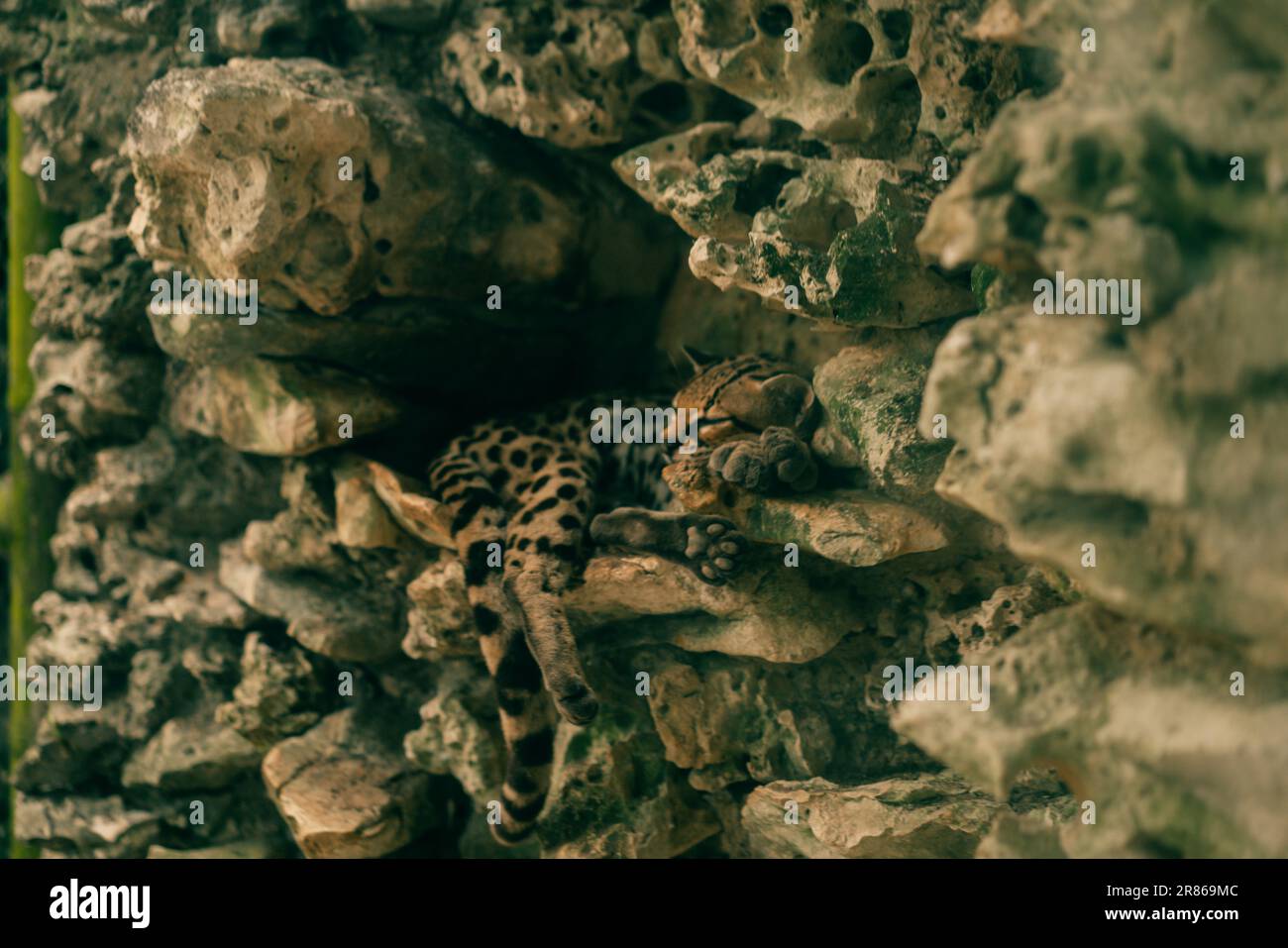 Geoffroy-Katze Leopardus geoffroyi liegt auf seinem Felsen. Hochwertiges Foto Stockfoto