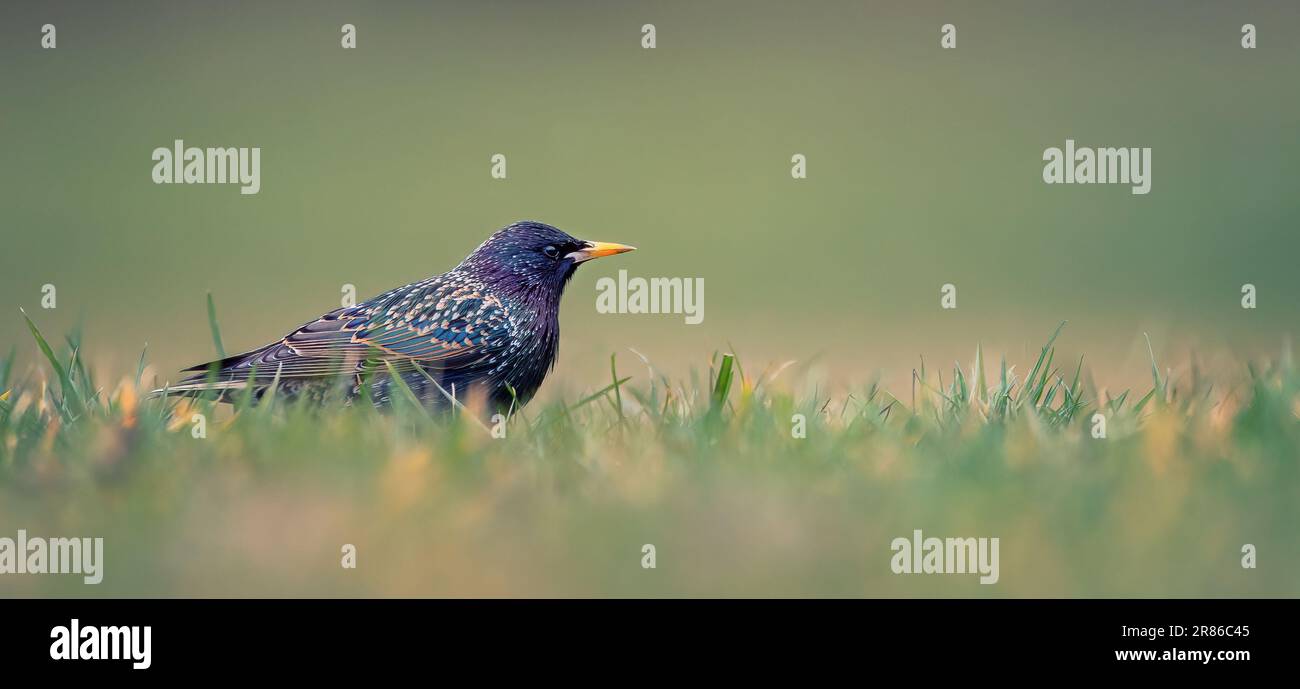 European Starling, Sturnus vulgaris mit wunderschönem Gefieder, wandern im grünen Gras und suchen nach Essen, das beste Foto. Stockfoto