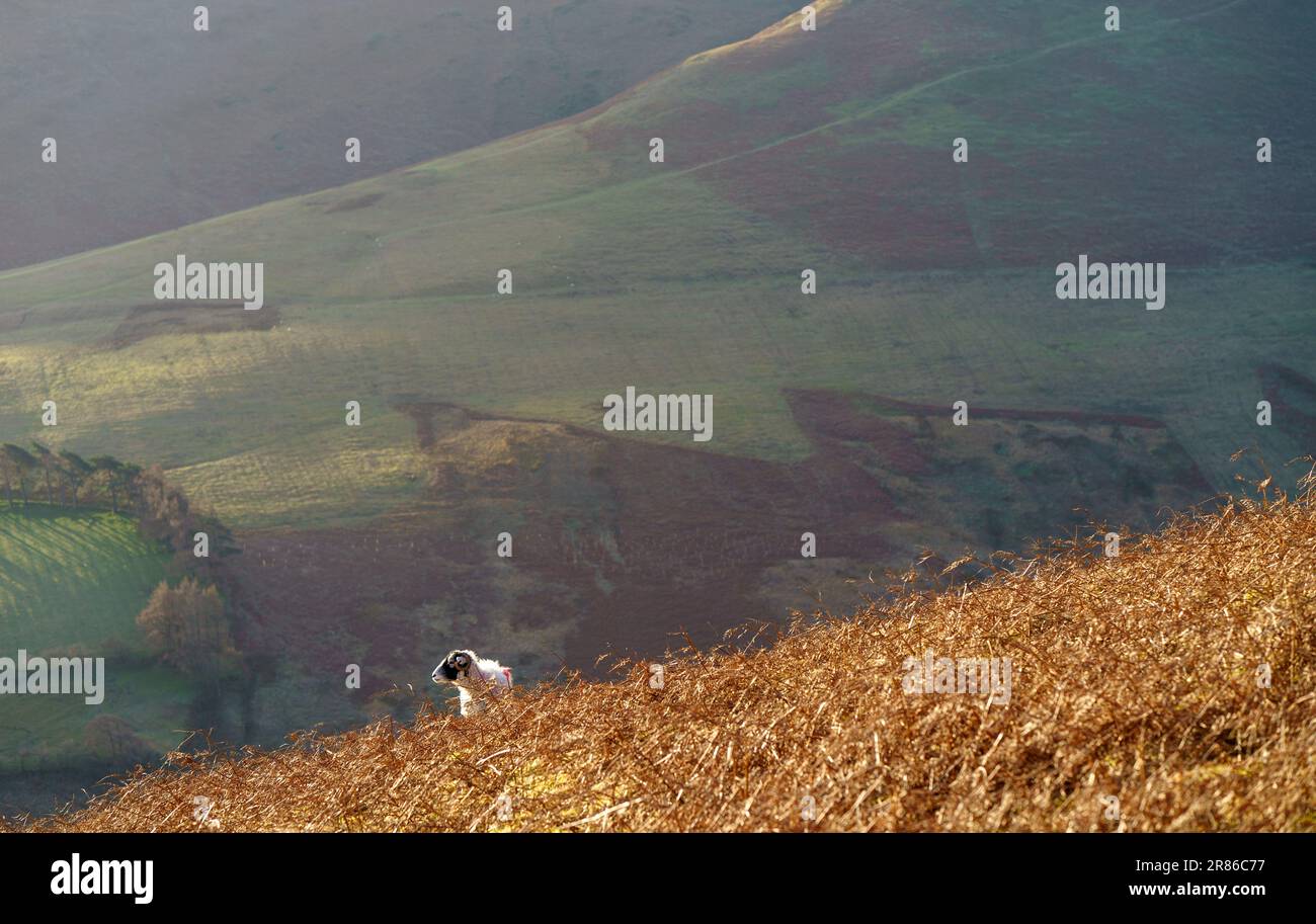 Ein einsames Schaf, das im Winter im englischen Lake District, Großbritannien, auf den steilen Hängen unter dem Grisedale Pike auf einer Bergfarm weidet. Stockfoto