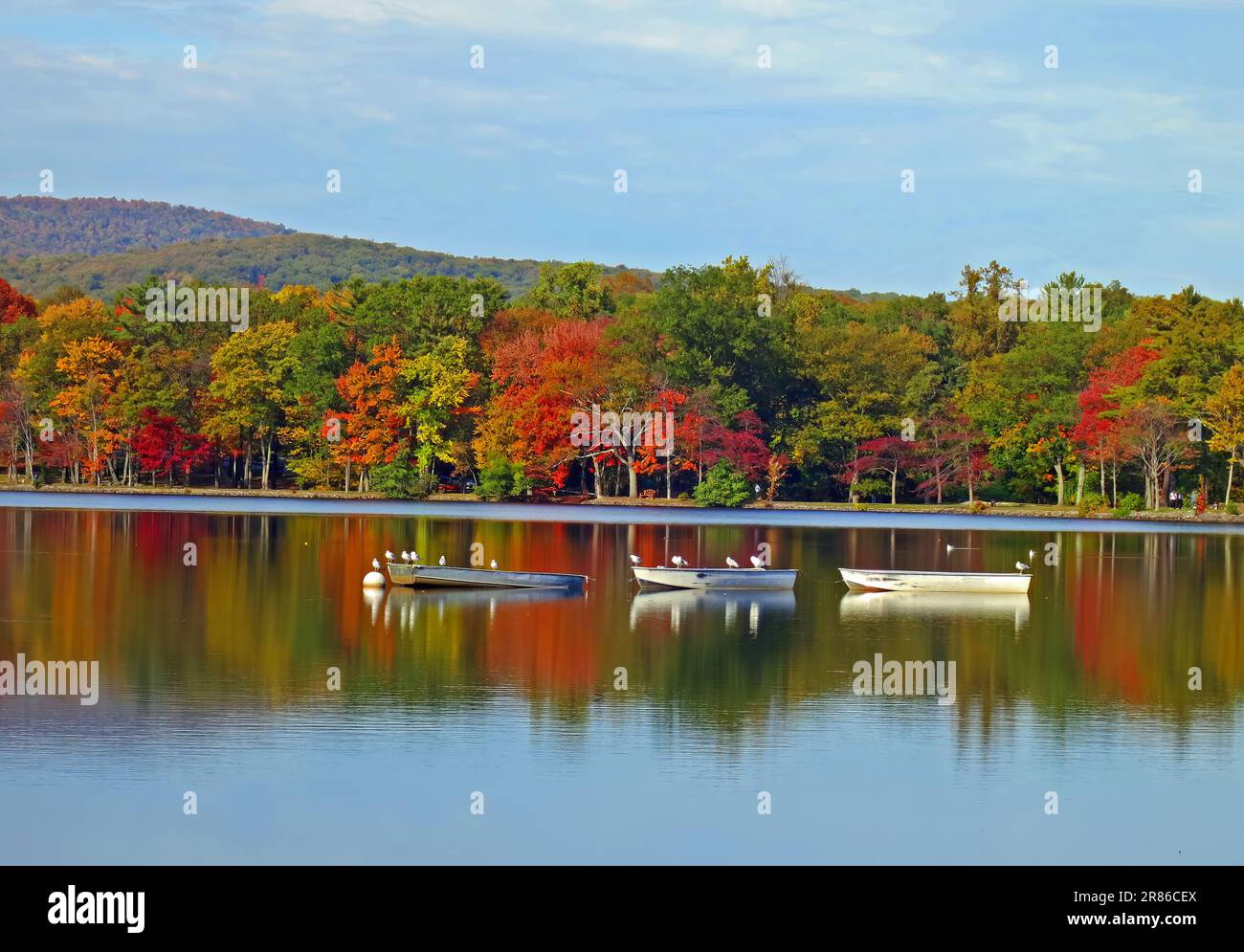 Three Row Boats auf einem See im Herbst mit Reflexionen am Bear Mountain NY, USA mit Möwen, Vögeln. Stockfoto