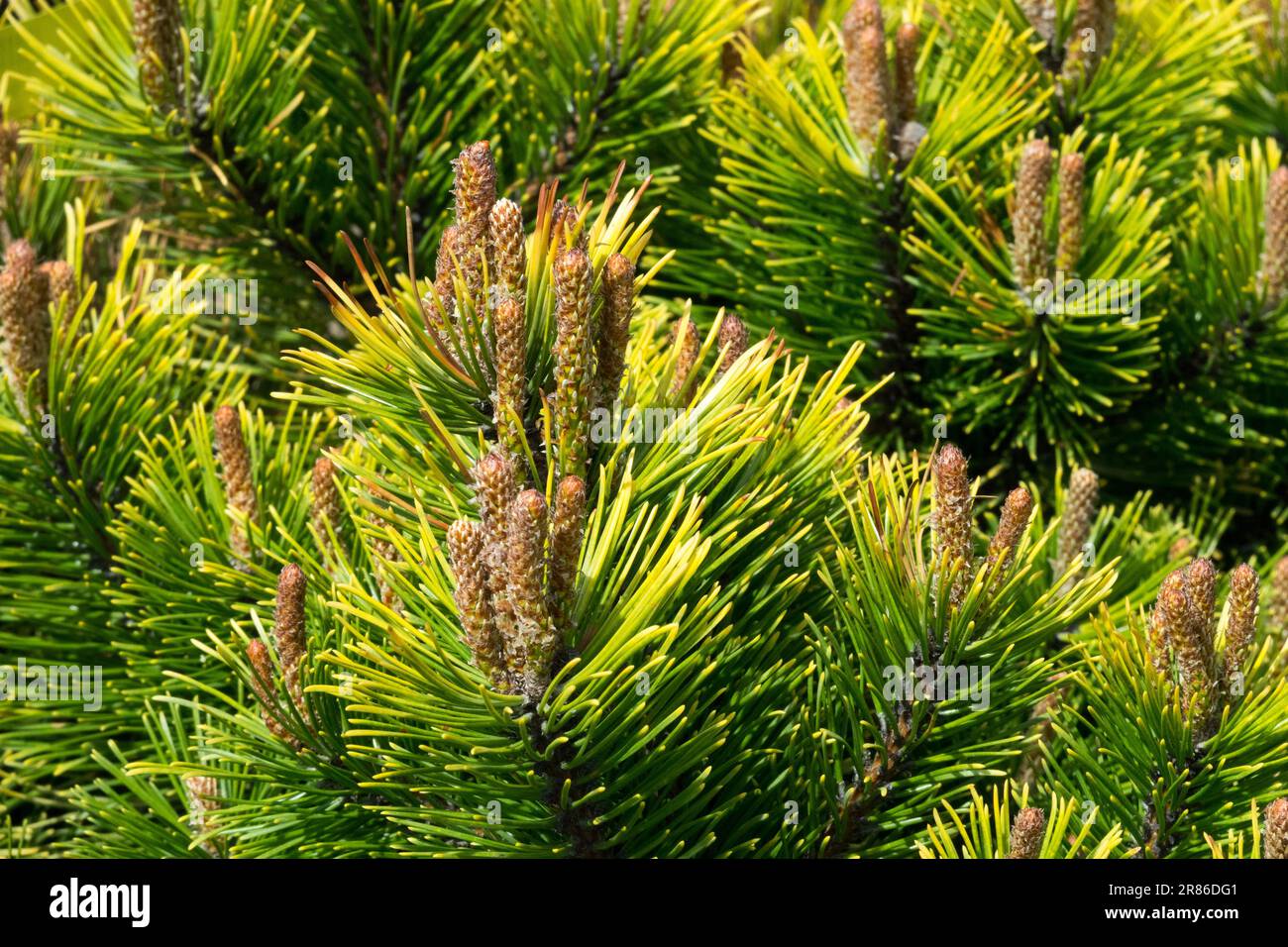 Pinus mugo „Winter Gold“ Mugo Kiefer Zweige Nadeln Zwerggebirge Kiefer Pinus mugo „Wintergold“ Pinus Nadeln Zweig Pinus Laub Stockfoto