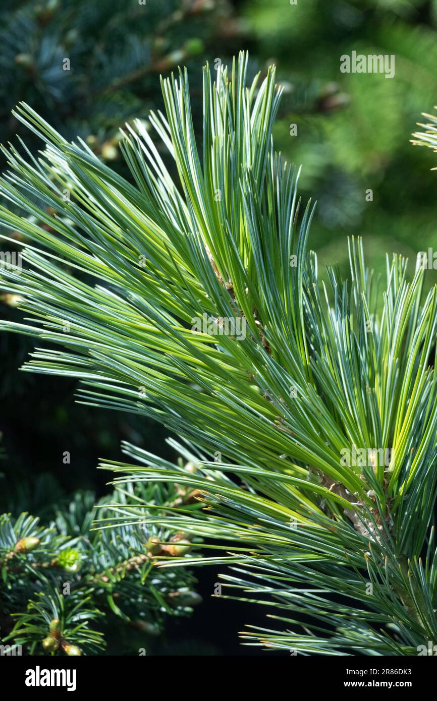 Limber Pine, Pinus flexilis, Limbertwig, Ast, Nadeln Stockfoto