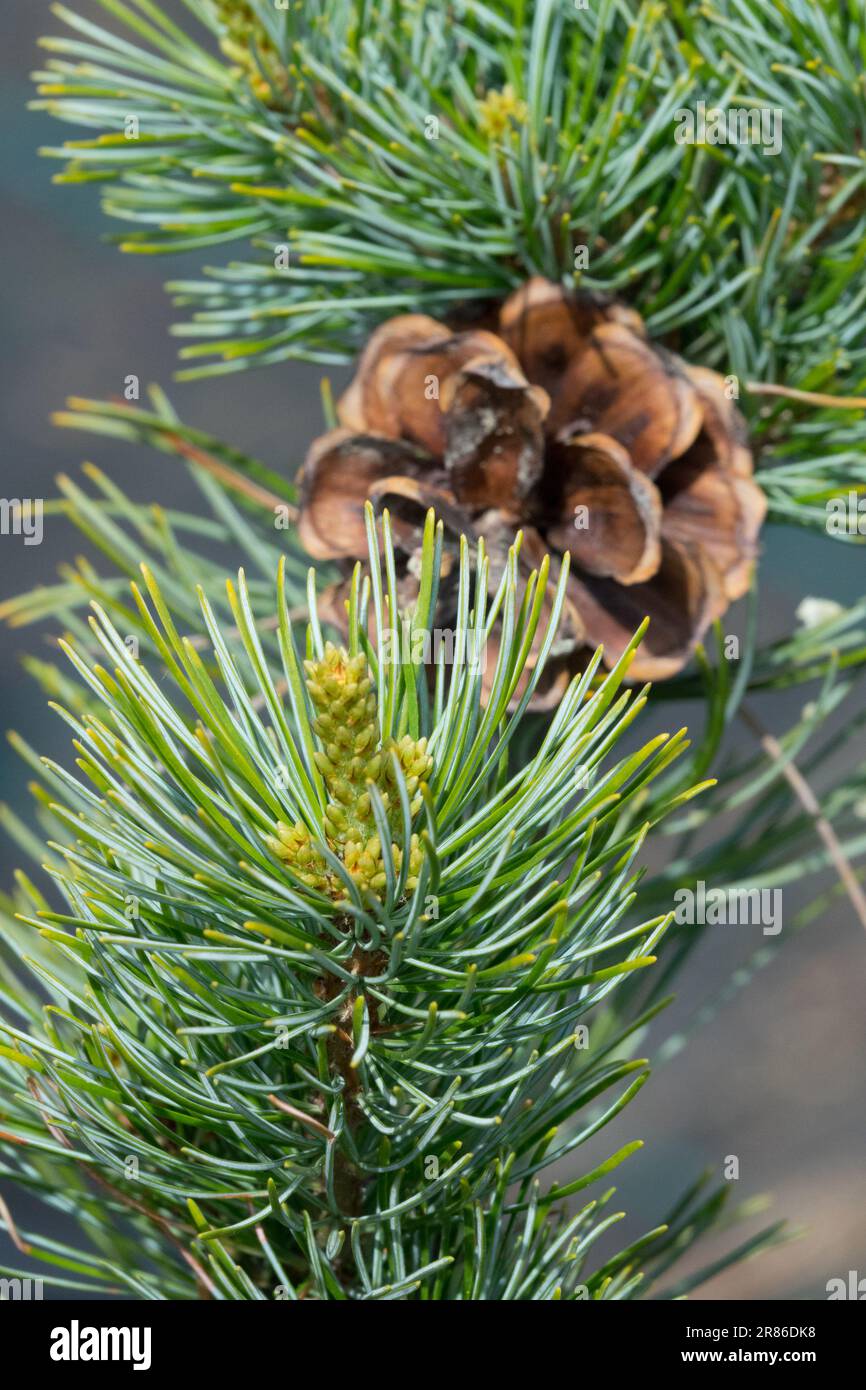 Japanischer weißer Kiefernkegel Pinus parviflora „glauca elegans“ Pinusnadeln Pinuskegel Zweig Close Up Cone Open Closeup Pinusnadeln Kiefernlaub Stockfoto