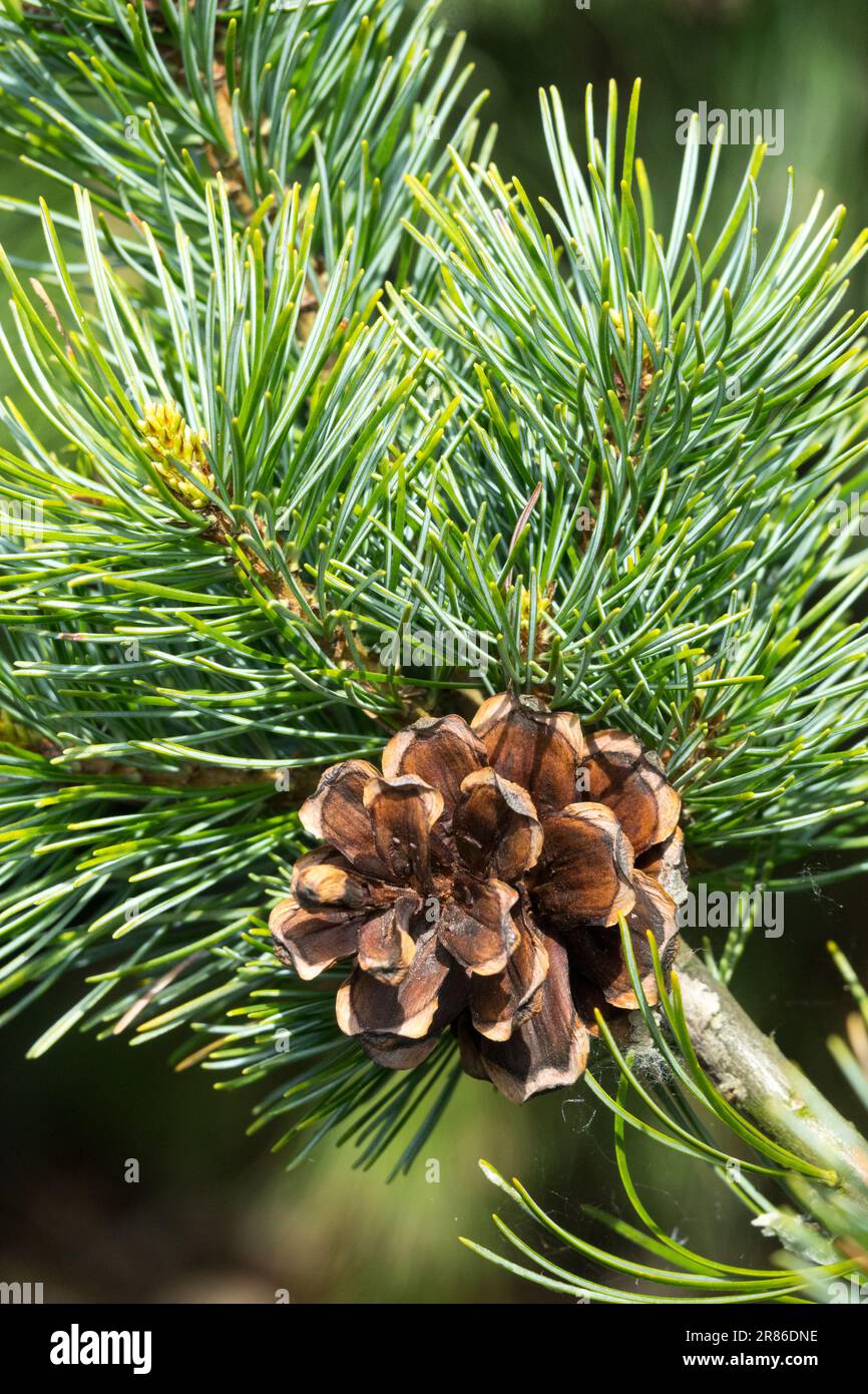 Japanischer weißer Kiefernkegel Pinus parviflora „glauca elegans“ Pinus Kegel Kiefernkegel offener Weißer Kiefernzweig Stockfoto