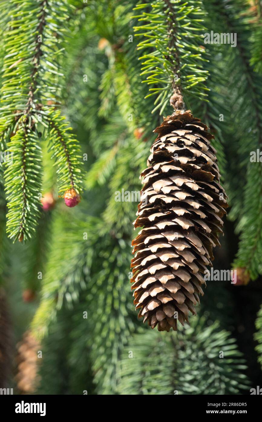 Picea abies Cone Picea abies 'August', europäische Fichte Stockfoto