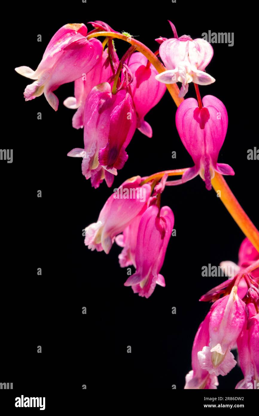 Dicentra „Luxuriant“, Blume, Schwarz, Hintergrund, Pink Dicentra Blutendes Herz, Nahaufnahme, Porträt Stockfoto