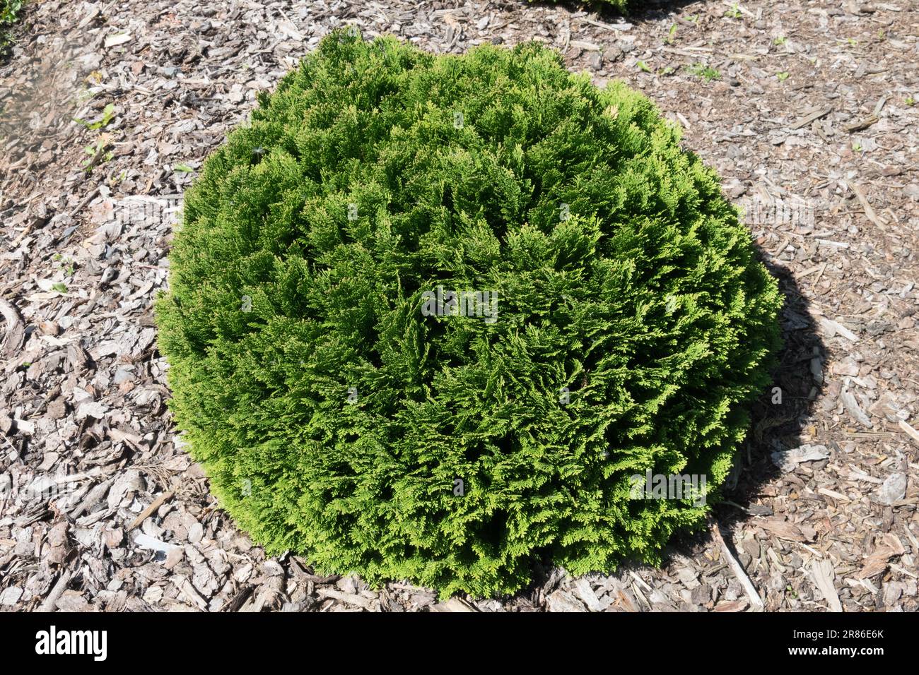 Lawson Cypress, Chamaecyparis lawsoniana „Nana“, Nadelholz, Kugelform, Baum, Dicht, Zwerg Stockfoto