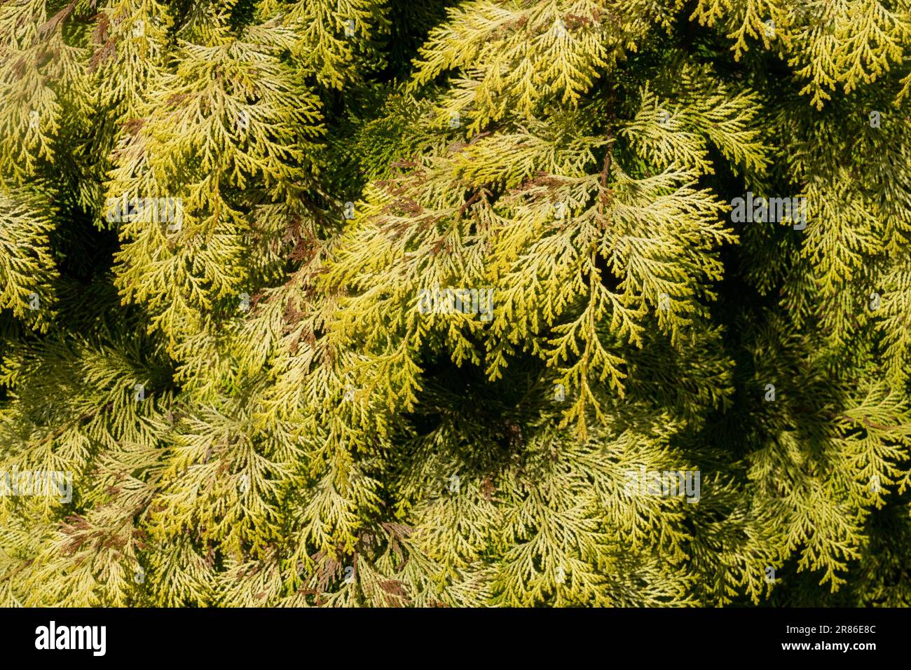 Lawson False Cypress, Chamaecyparis lawsoniana „Mini Nova“ Stockfoto