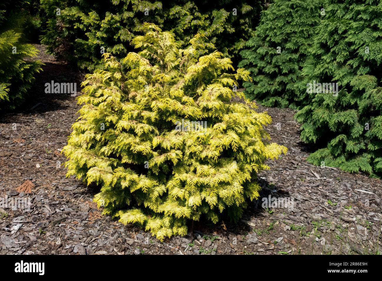 Lawson Cypress, Chamaecyparis lawsoniana, Garden, Port Orford Cedar, Chamaecyparis lawsoniana „Mini Nova“ Stockfoto