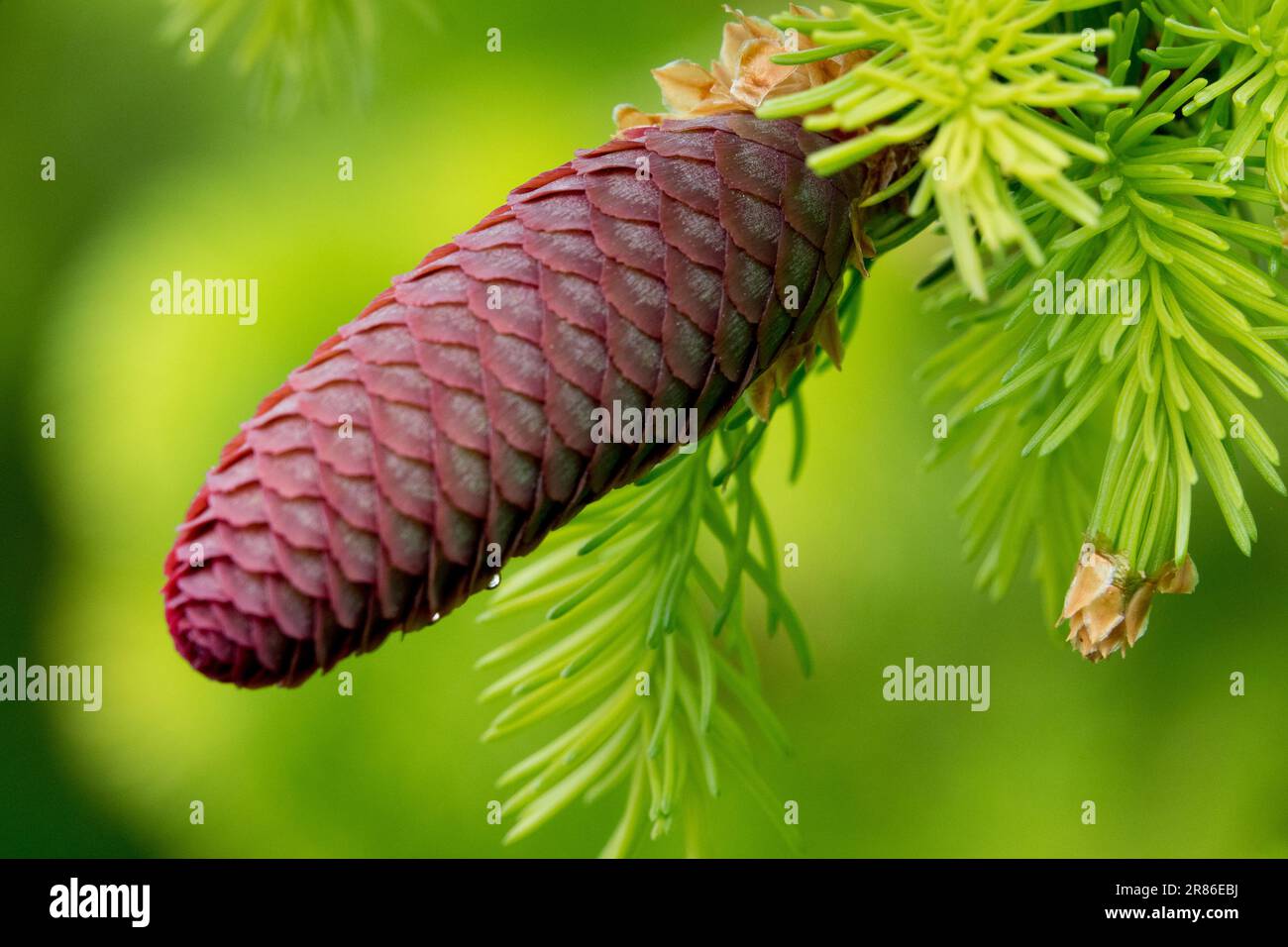 Picea abies „Aurea“ Norwegen Fichte, Picea abies Cone Fichte Stockfoto