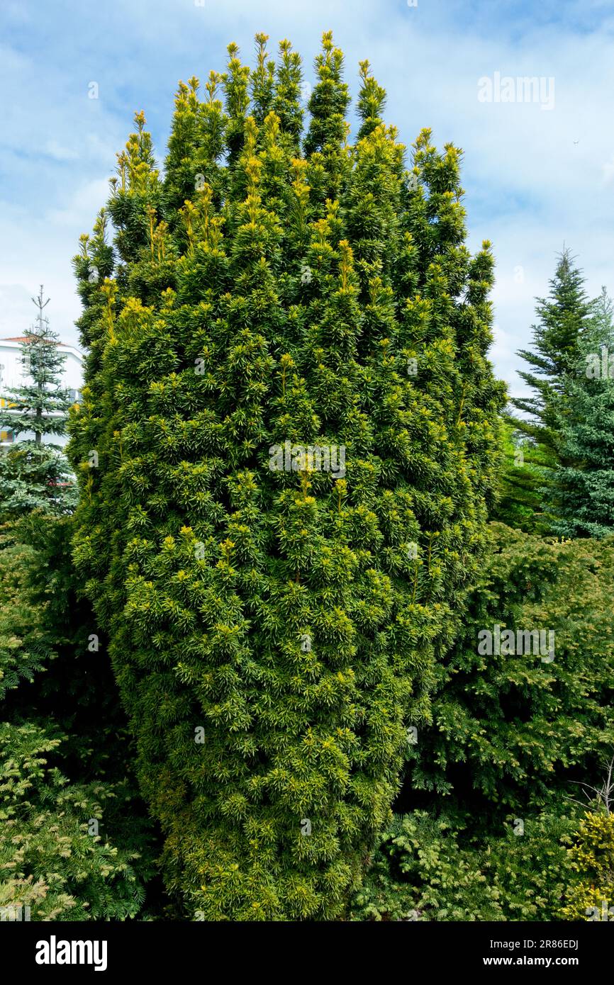 glanzmispel red robin giftig hunde Glanzmispel Red Robin (Photinia x fraseri 'Red Robin') | 80-100 cm im Topf