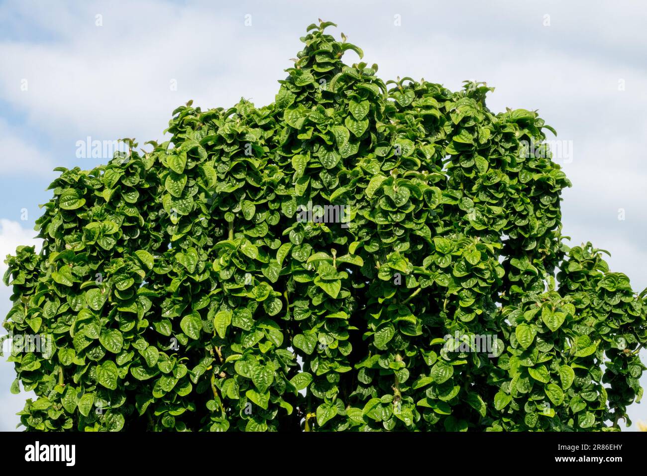 Cornus sanguinea „Compressa“, dicht, Hundewald, Laub, Garten, Sträucher dichte Blätter dichte Laub Stockfoto