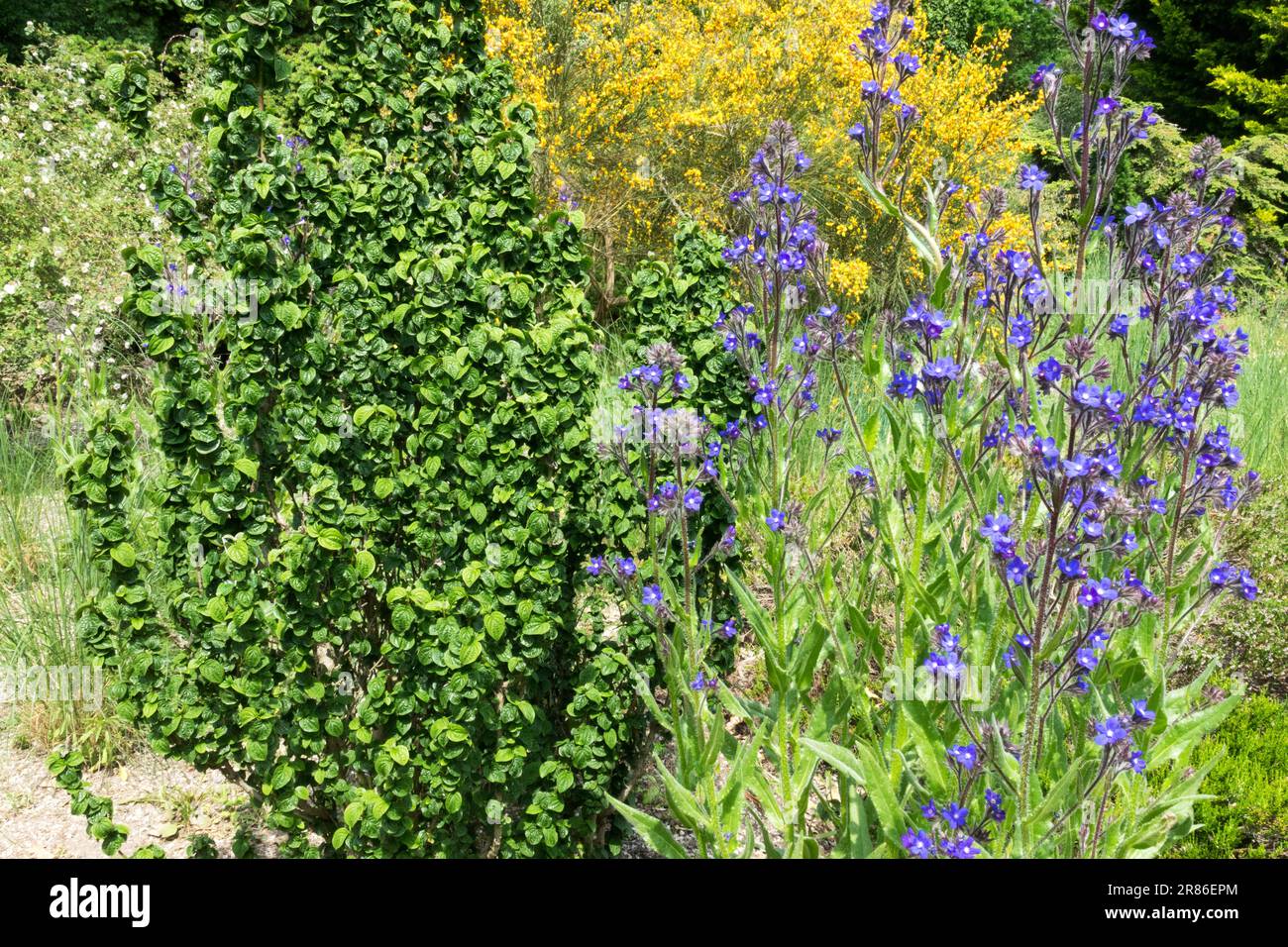 Anchusa azurea „Dropmore“, Cornus sanguinea „Compressa“, Gartenszene im Juni Stockfoto