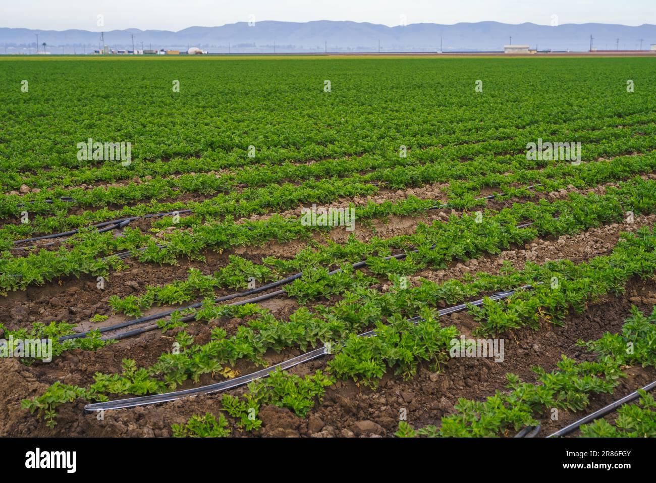Ackerland mit Jungpflanzen in Reihen, Aussaat. Selleriefeld und Bewässerungssystem Stockfoto