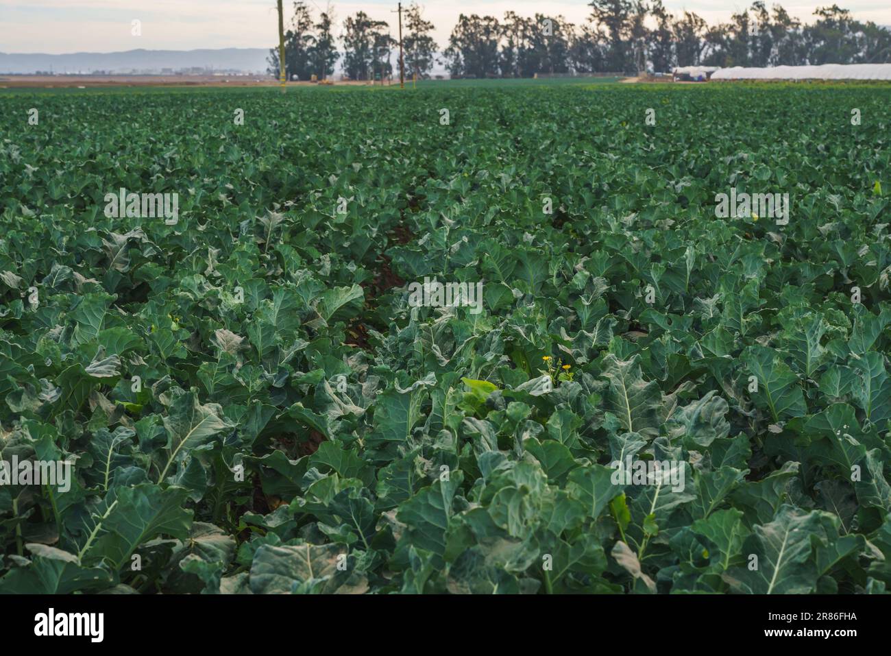 Landwirtschaftliche Feld von Kohlpflanzen. Junger Grünkohl in einer Reihe, Santa Barbara County, Kalifornien Stockfoto