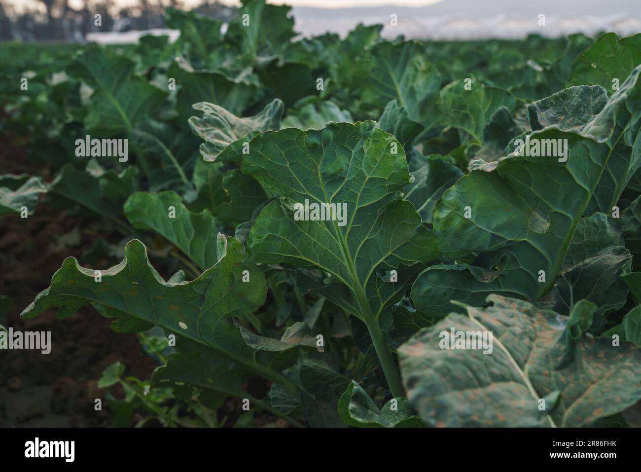 Ackerland von Kohlpflanzen, Blätter aus nächster Nähe. Junger grüner Kohl in Folge, Santa Barbara County, Kalifornien Stockfoto