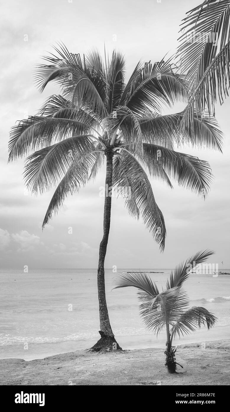 Schwarzweißfoto eines tropischen Strands mit Kokospalmen. Stockfoto