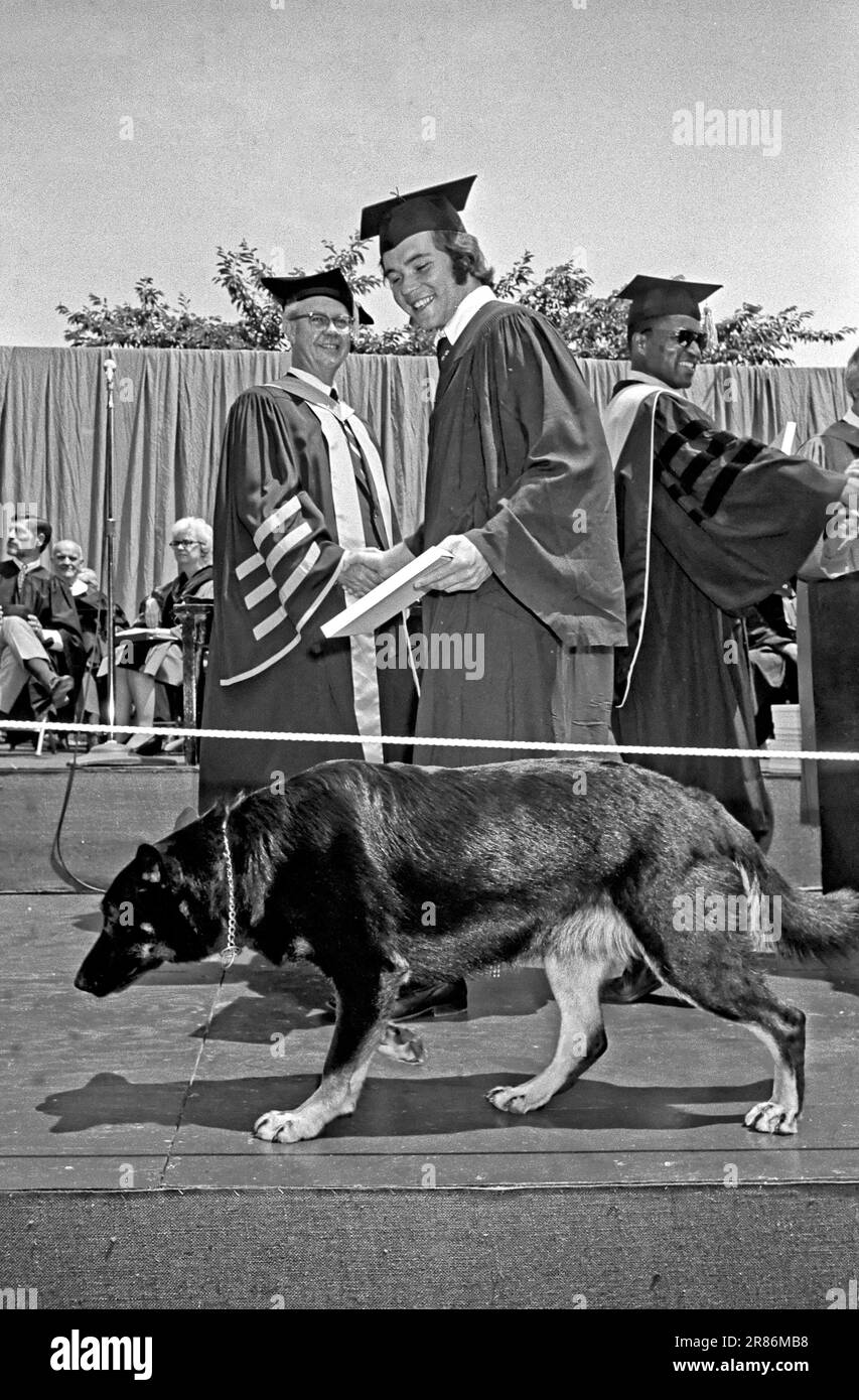 Ein Hund, der möglicherweise sein eigenes Diplom anstrebt, nimmt an der Abschlussveranstaltung der Tufts University in Medford, MA, Teil. Notieren Sie den College-Präsidenten auf der linken Seite. Stockfoto