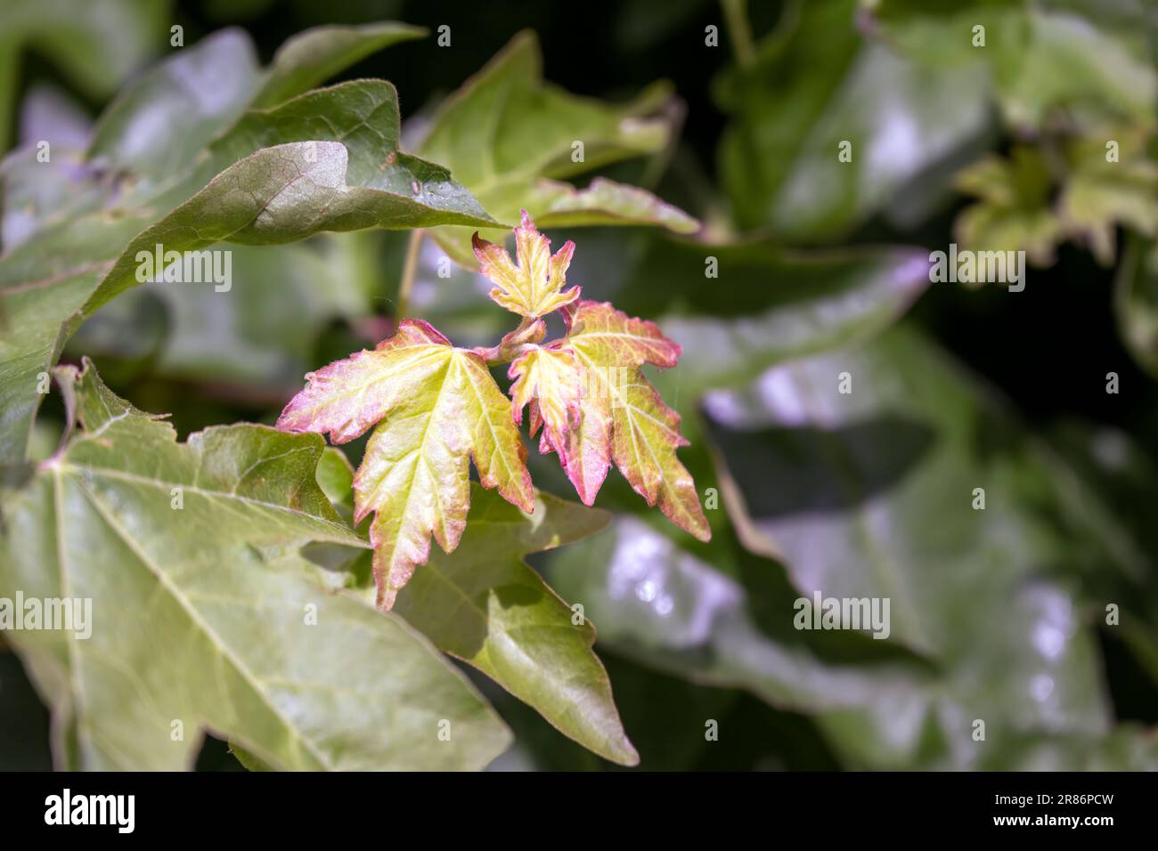 Neue Blätter von Acer Campestre oder Ahornholz im Frühling, Nahaufnahme Stockfoto