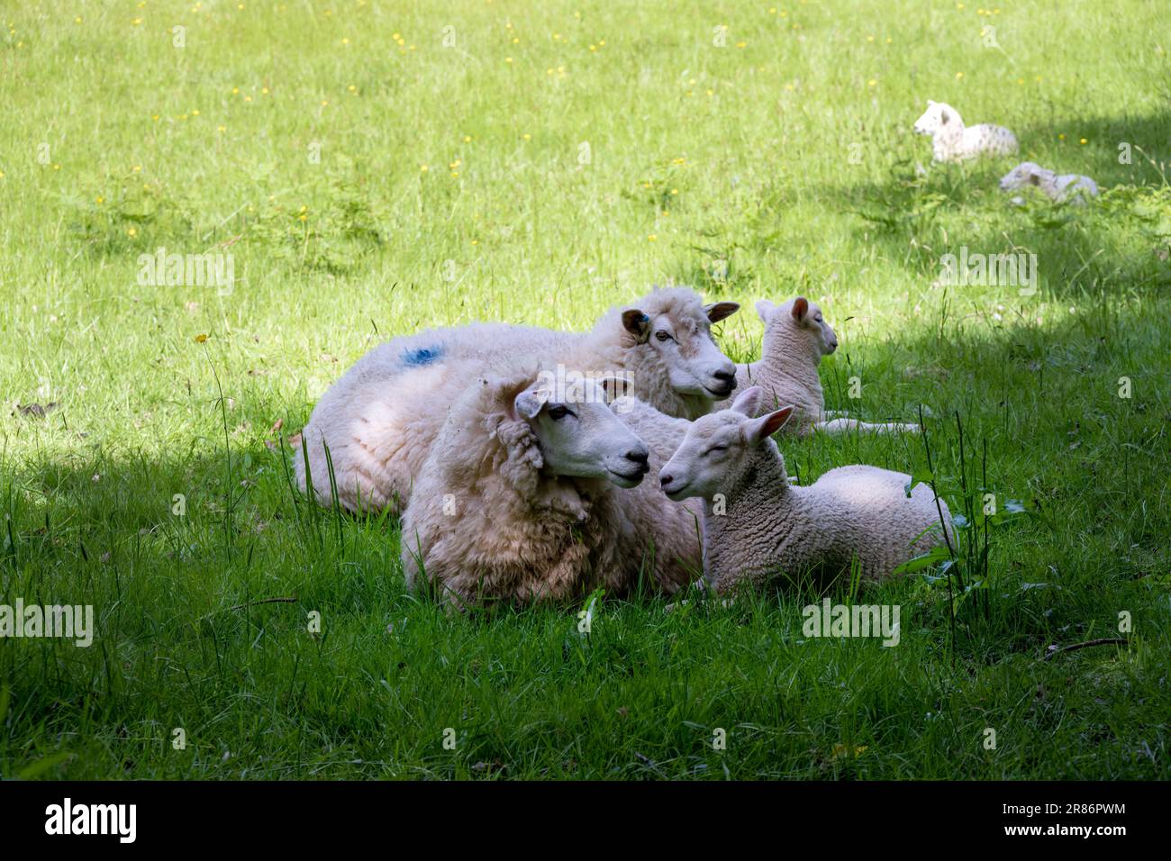 Mutterschafe und ihre Lämmer im Frühling auf einem Feld Stockfoto