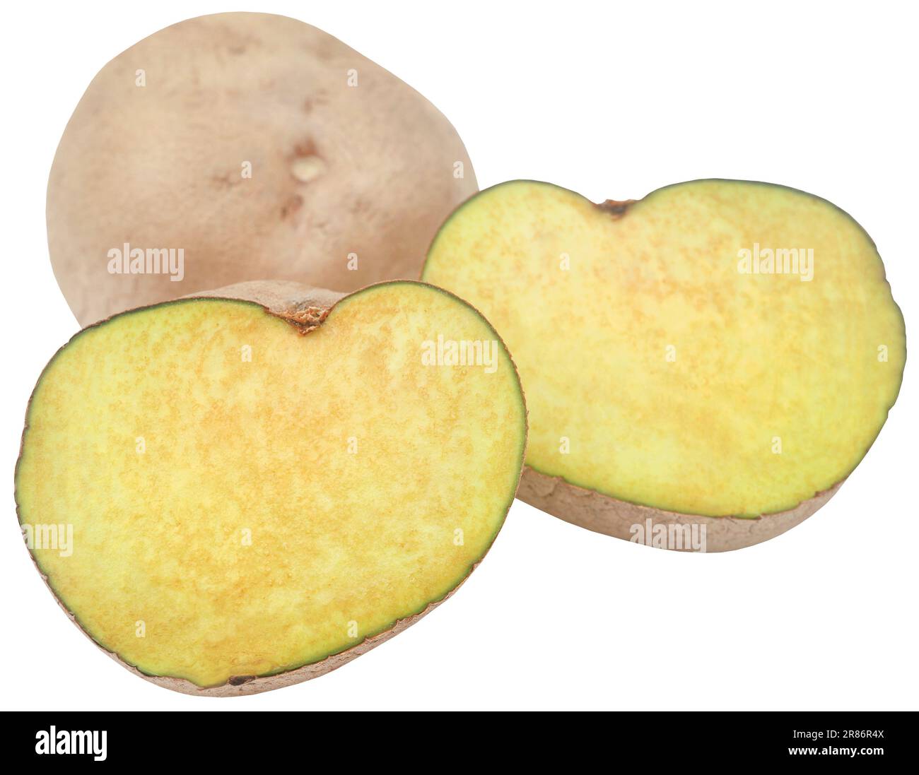 Dioscorea bulbifera oder Luftkartoffel frisch und biologisch Stockfoto