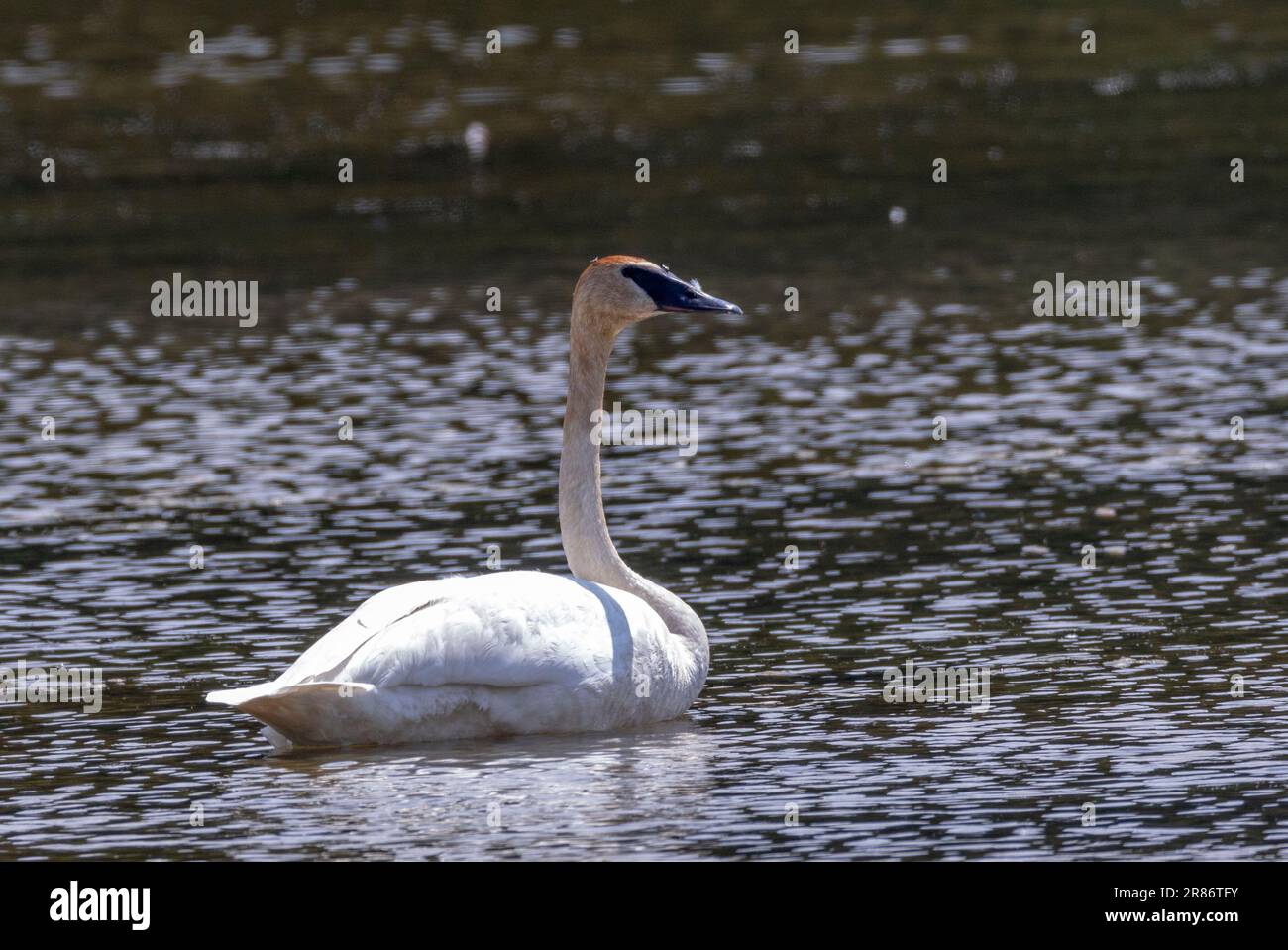 (Ottawa, Kanada---18. Juni 2023) Trompeterschwan in einem Teich bei Ottawa. Stockfoto