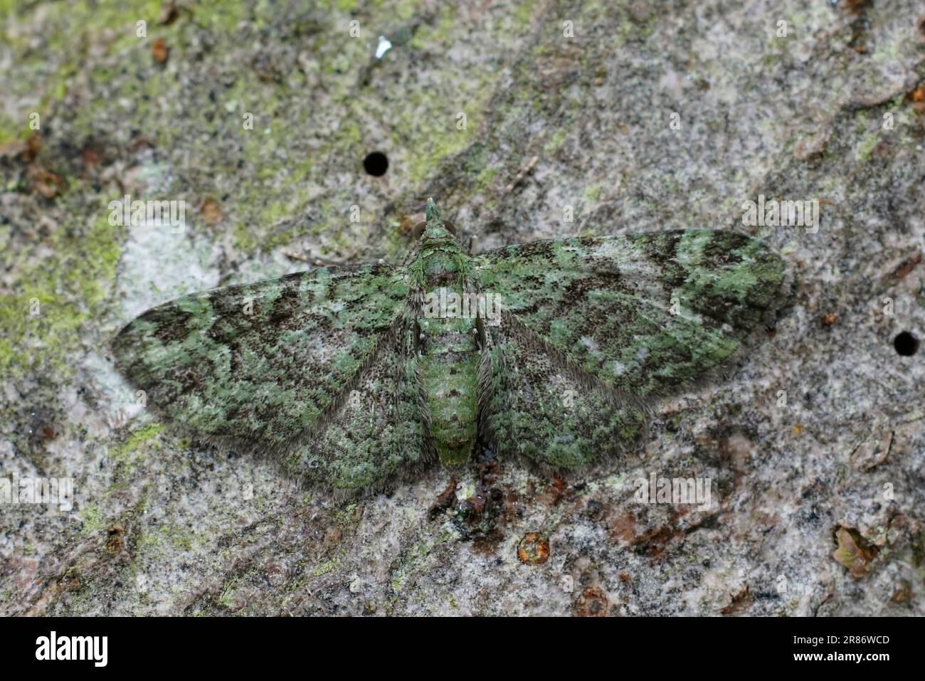 Nahaufnahme der kleinen Green Pug Geometer Motte, Pasiphila rectangulata mit gespreizten Flügeln Stockfoto